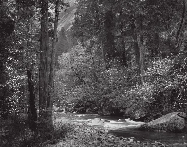 Tenaya Creek Dogwoods