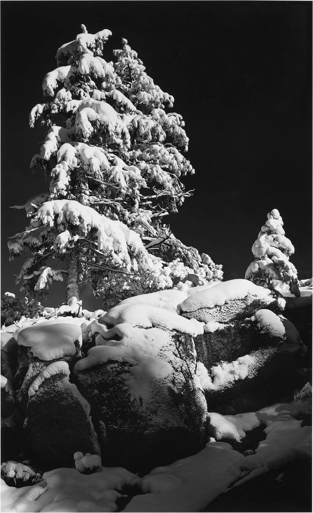 Snow Covered Trees