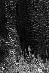 Burnt Stump 580