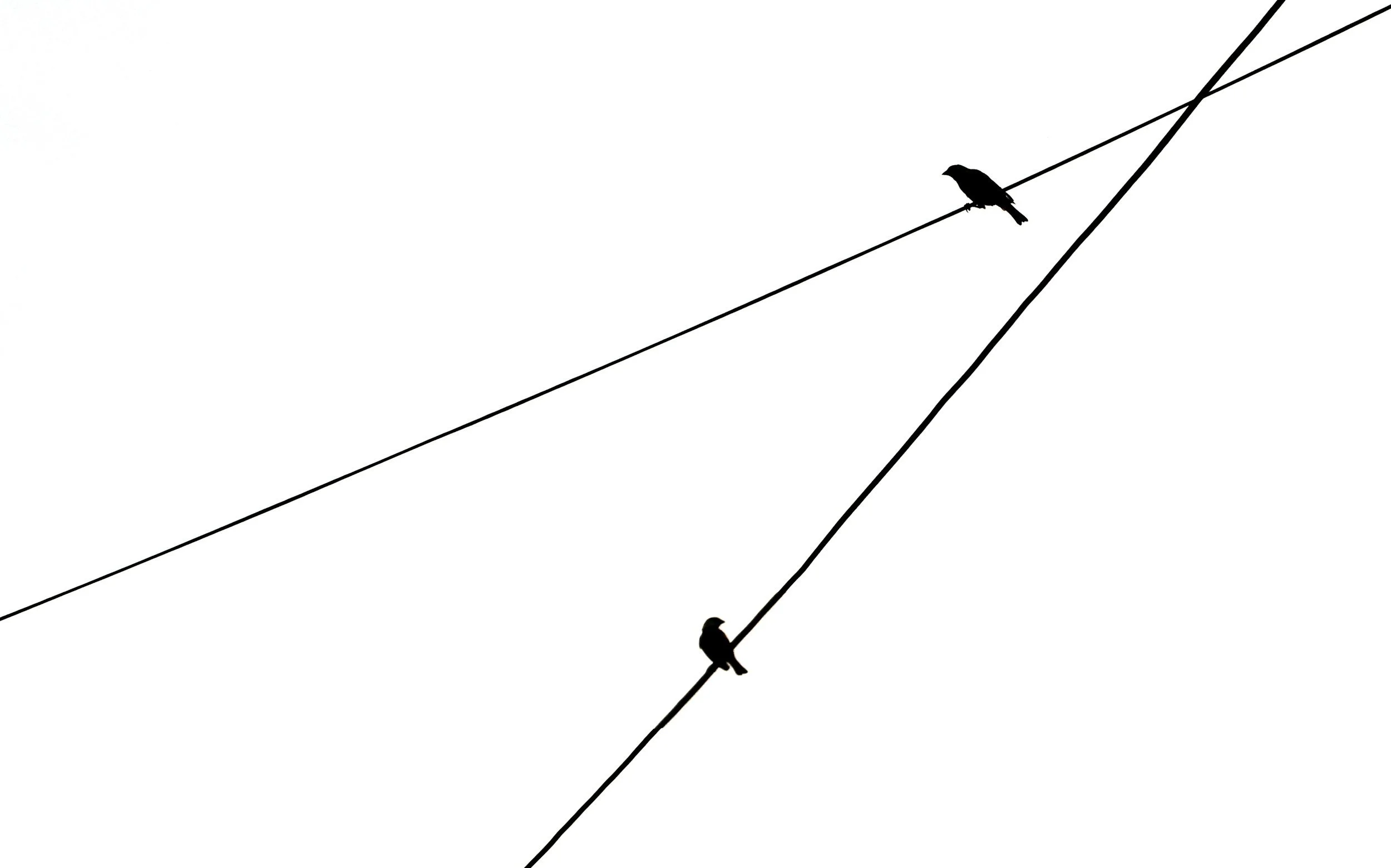 Two birds sit on intersecting telephone wires, representing how ley lines share and transmute energetic intelligence.