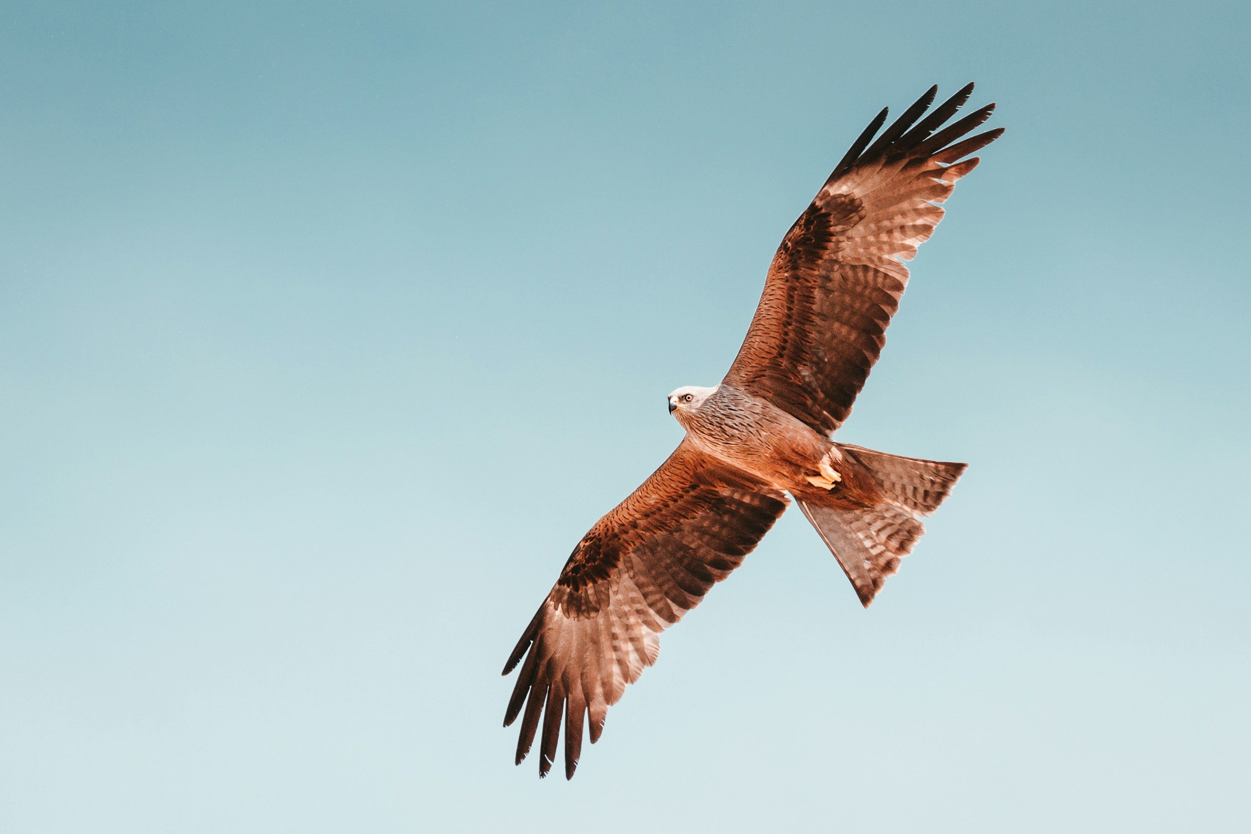 A red-shouldered hawk in flight, displaying a stunning wingspan and feather pattern.