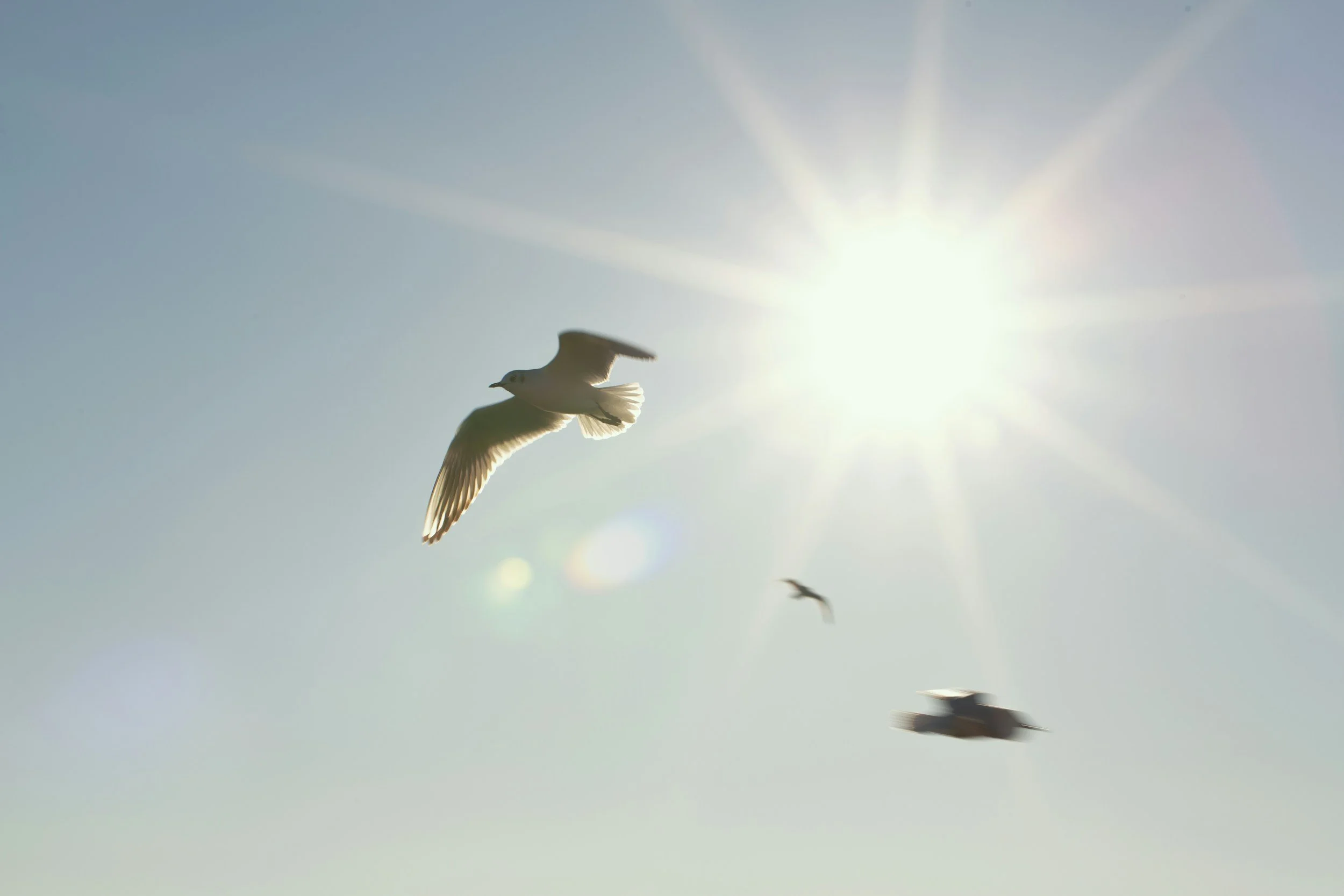 A seagull in flight with the sun illuminated behind it, symbolizing the shift to air and fire energy (yang) in 2026.