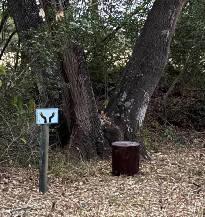 Meditation station, with stump seat, amongst the trees.