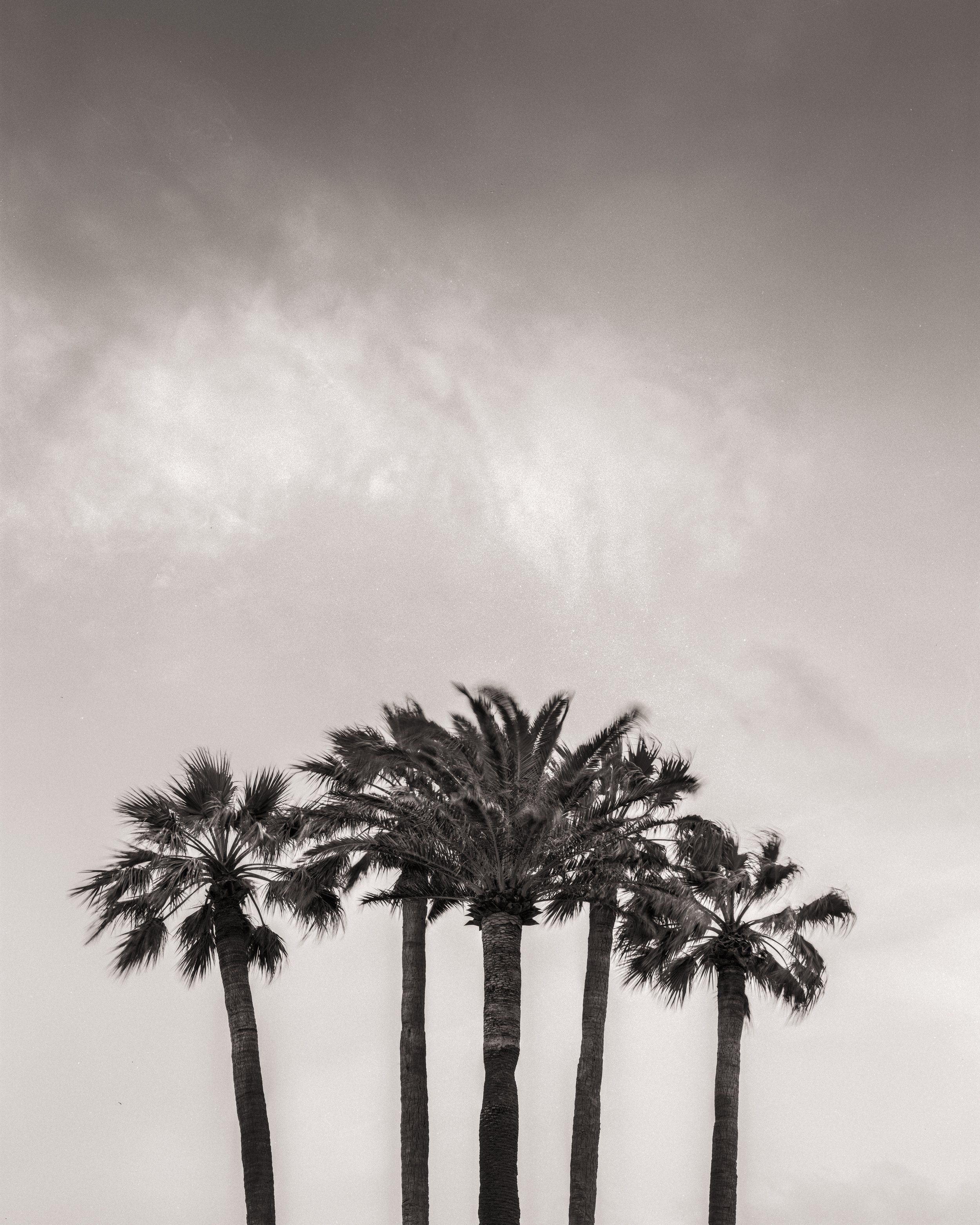 Five Palm Trees