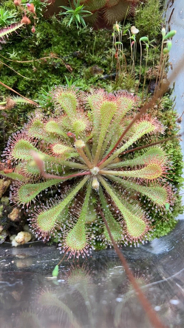 Spoonleaf Sundew