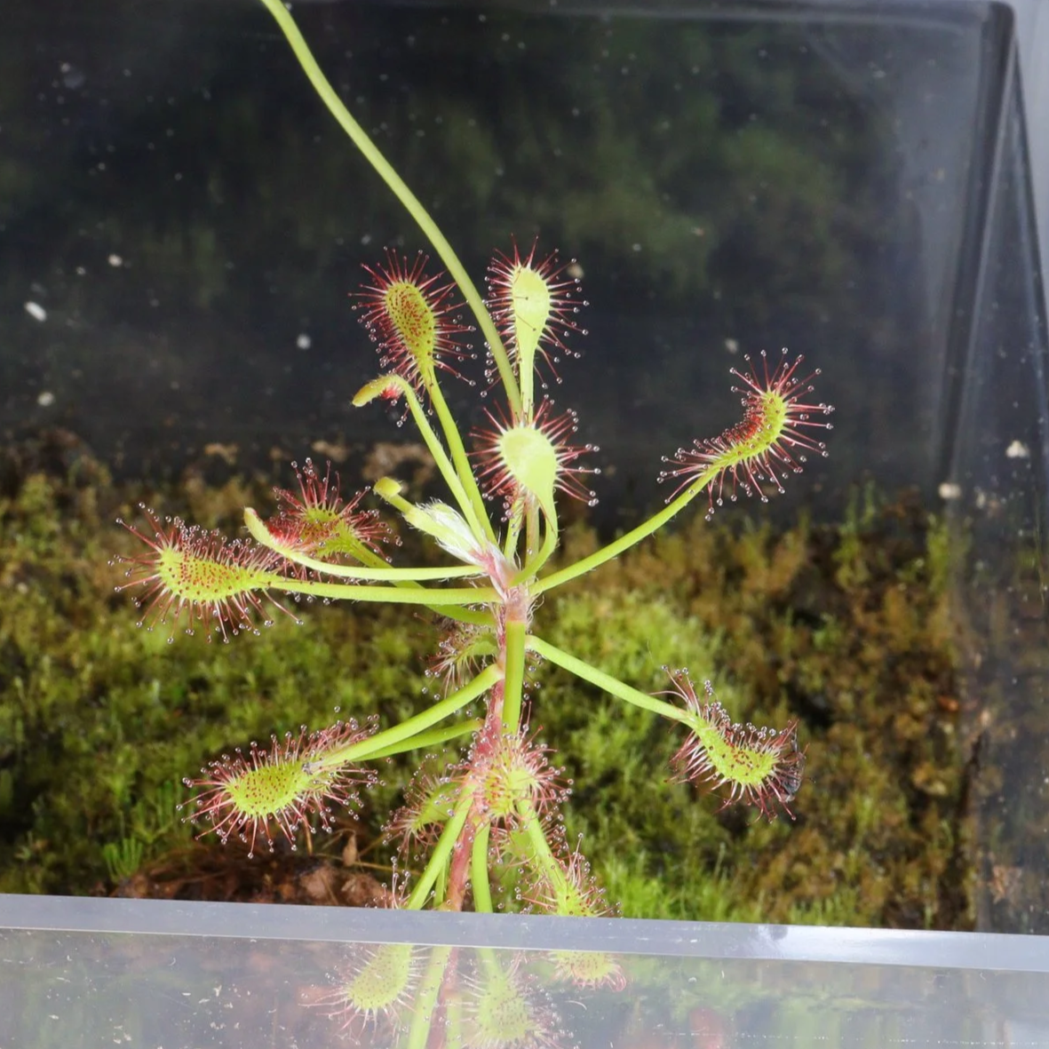 Drosera Madgascariensis