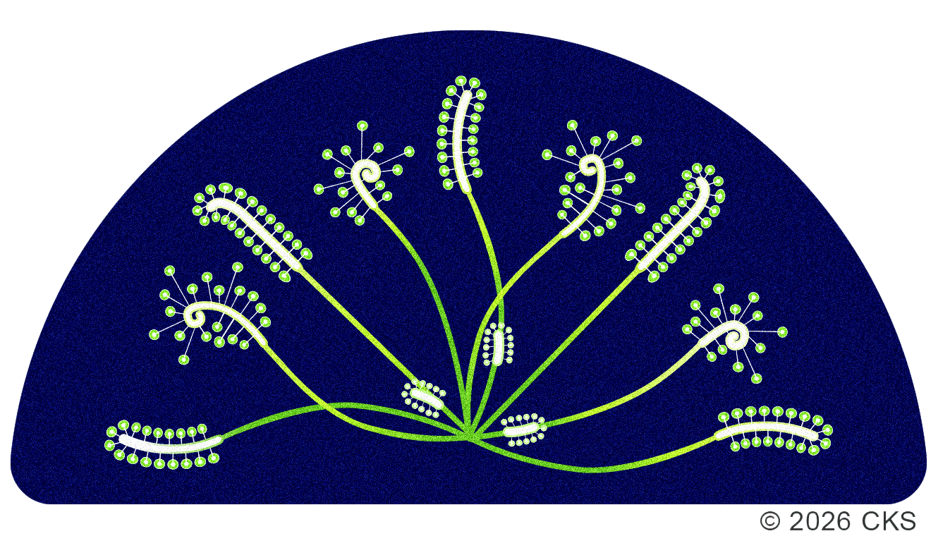 Stylized green diagram of branching fungal structures with curled tips and rows of spores on a dark blue background