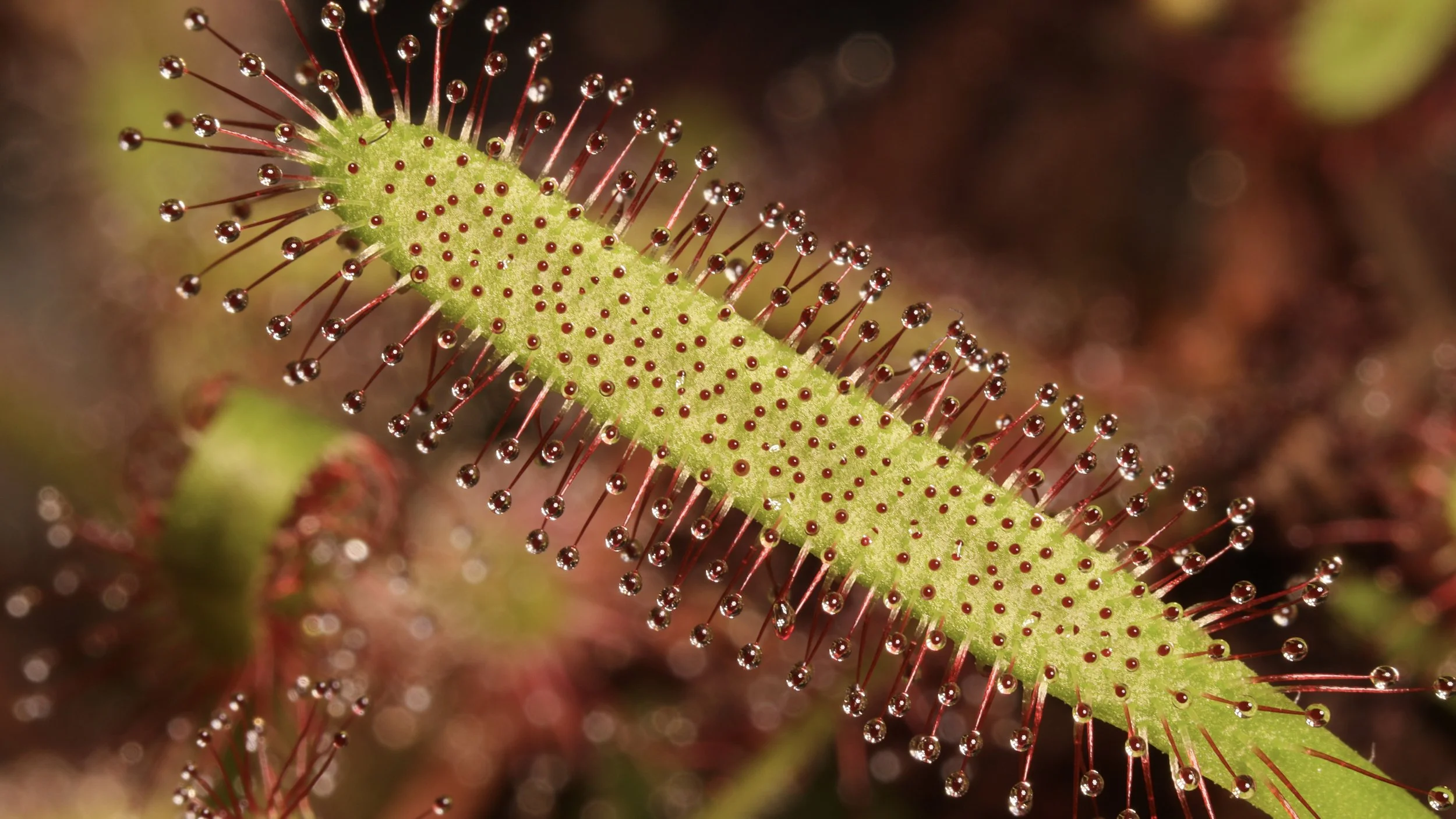 Cape Sundew