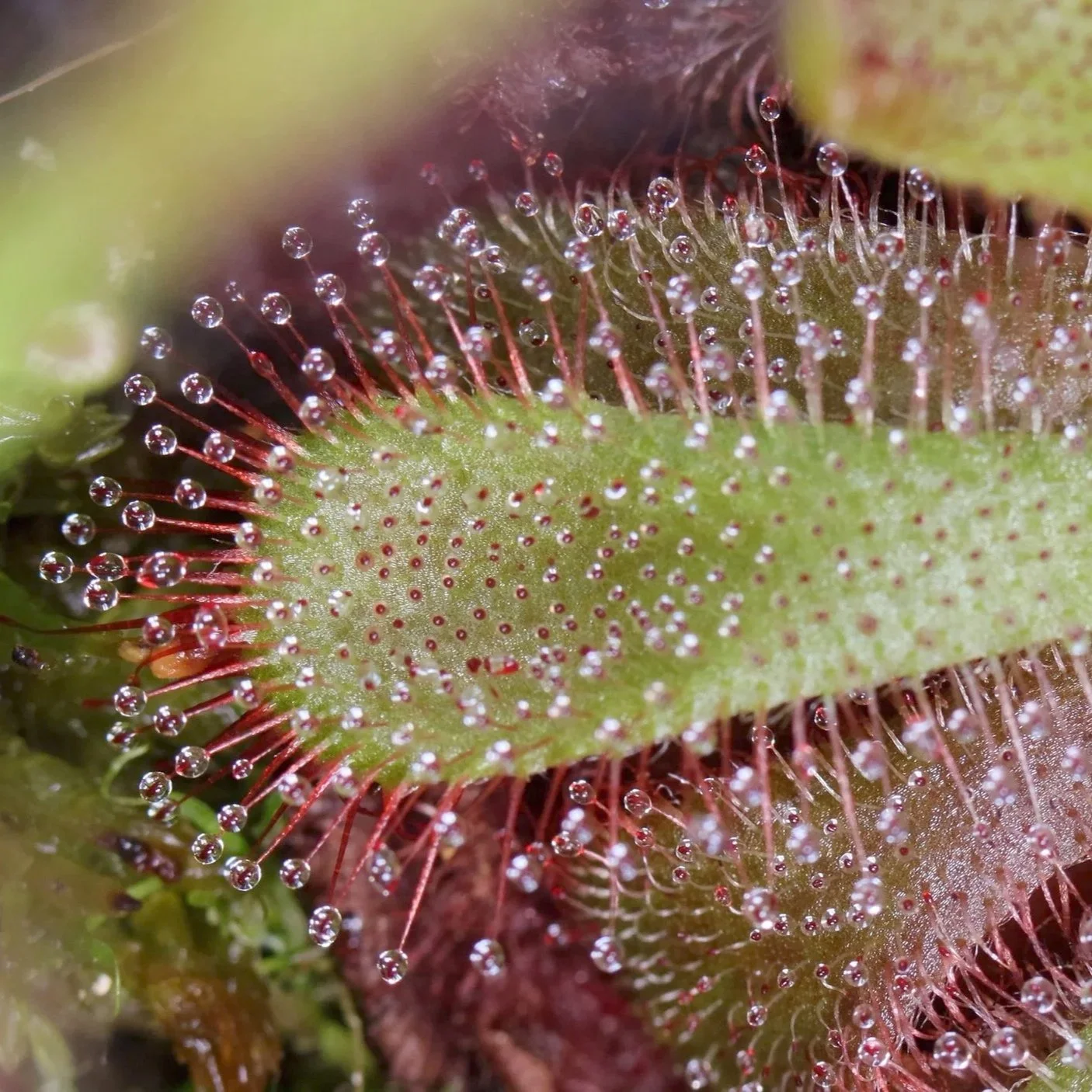Drosera Aliciae