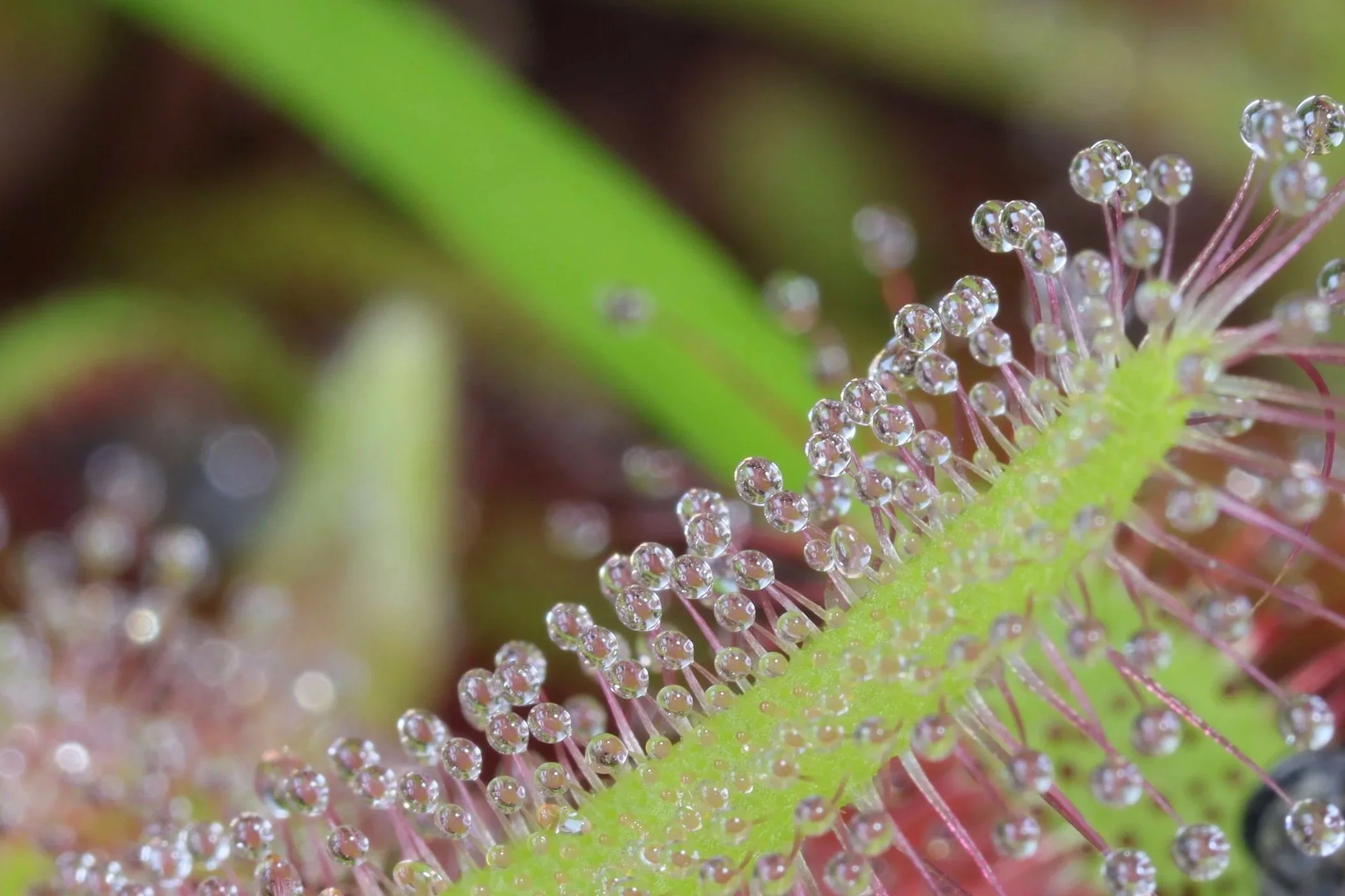 Albino Cape Sundew