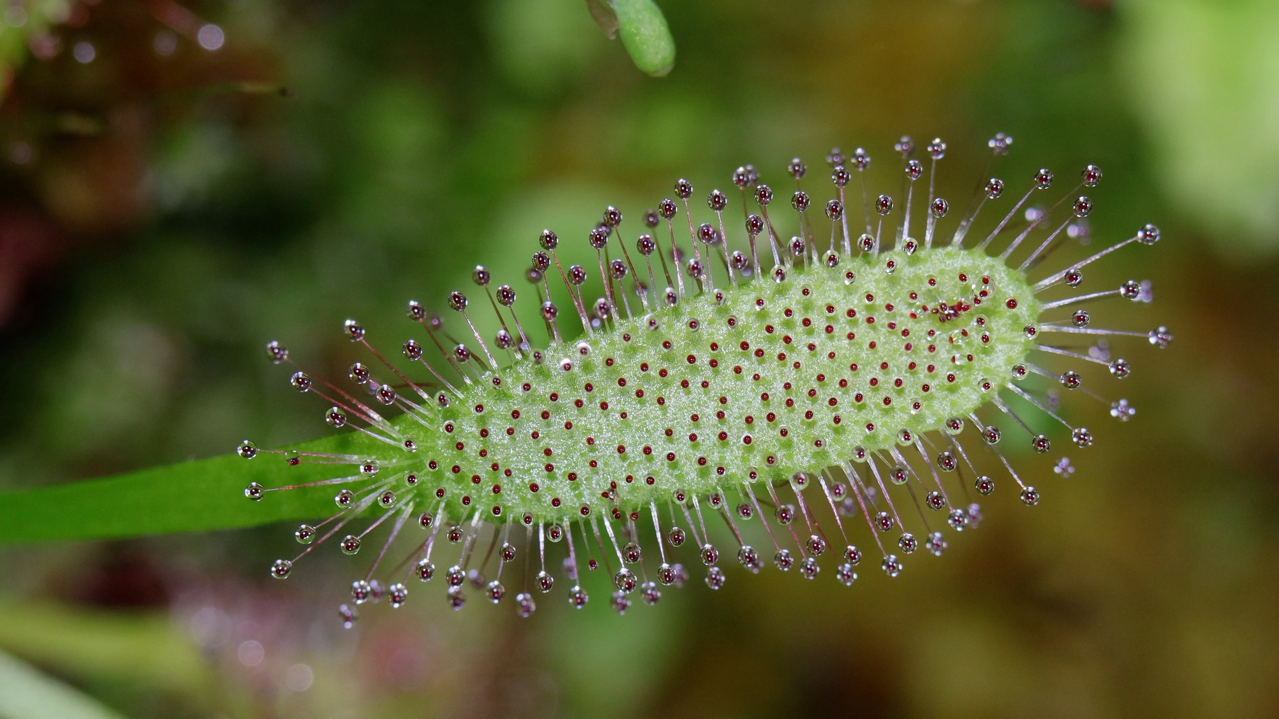 Wide Leaf Cape Sundew