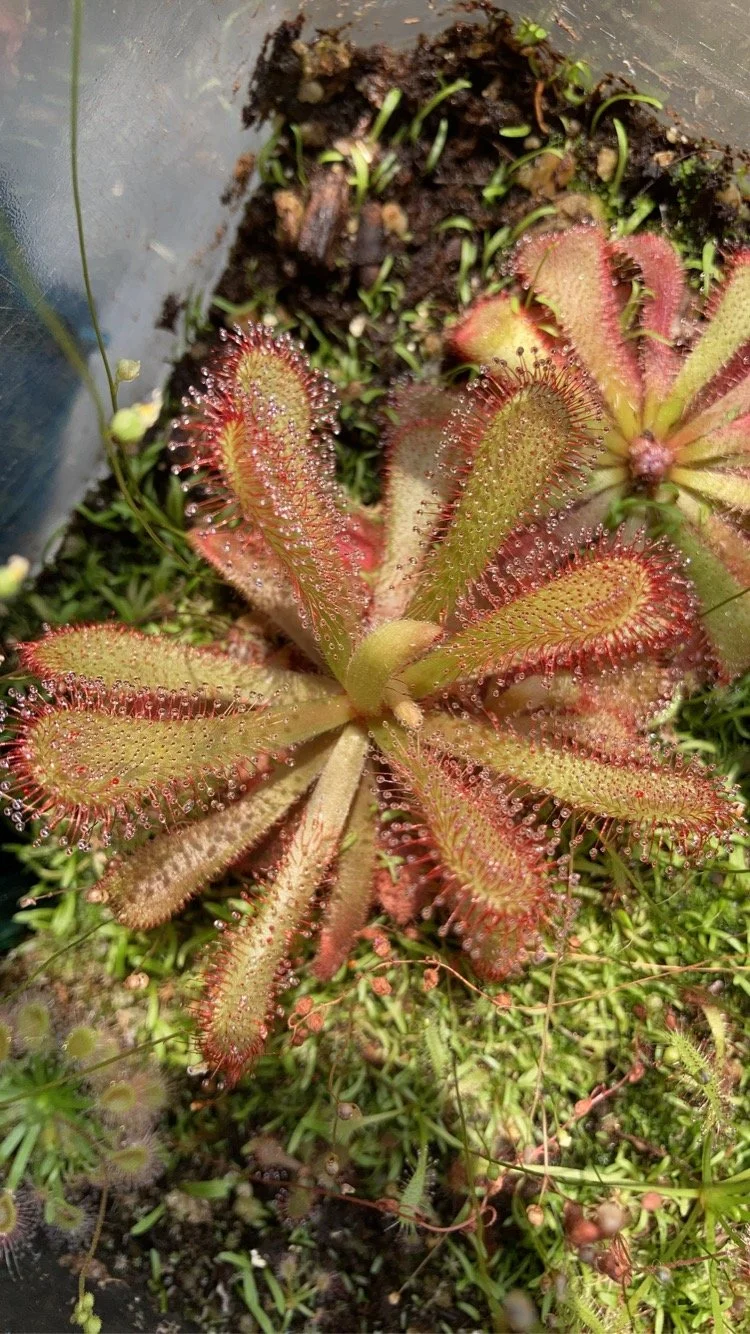 Drosera Coccicaulus