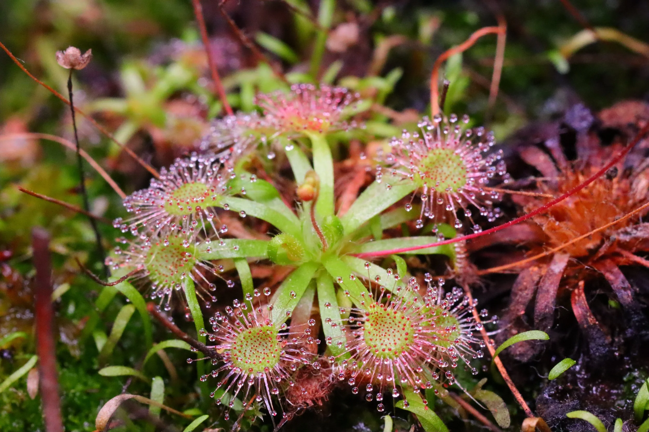 Pygmy Sundew