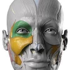 FDA warns of risk from cosmetic facial fillers