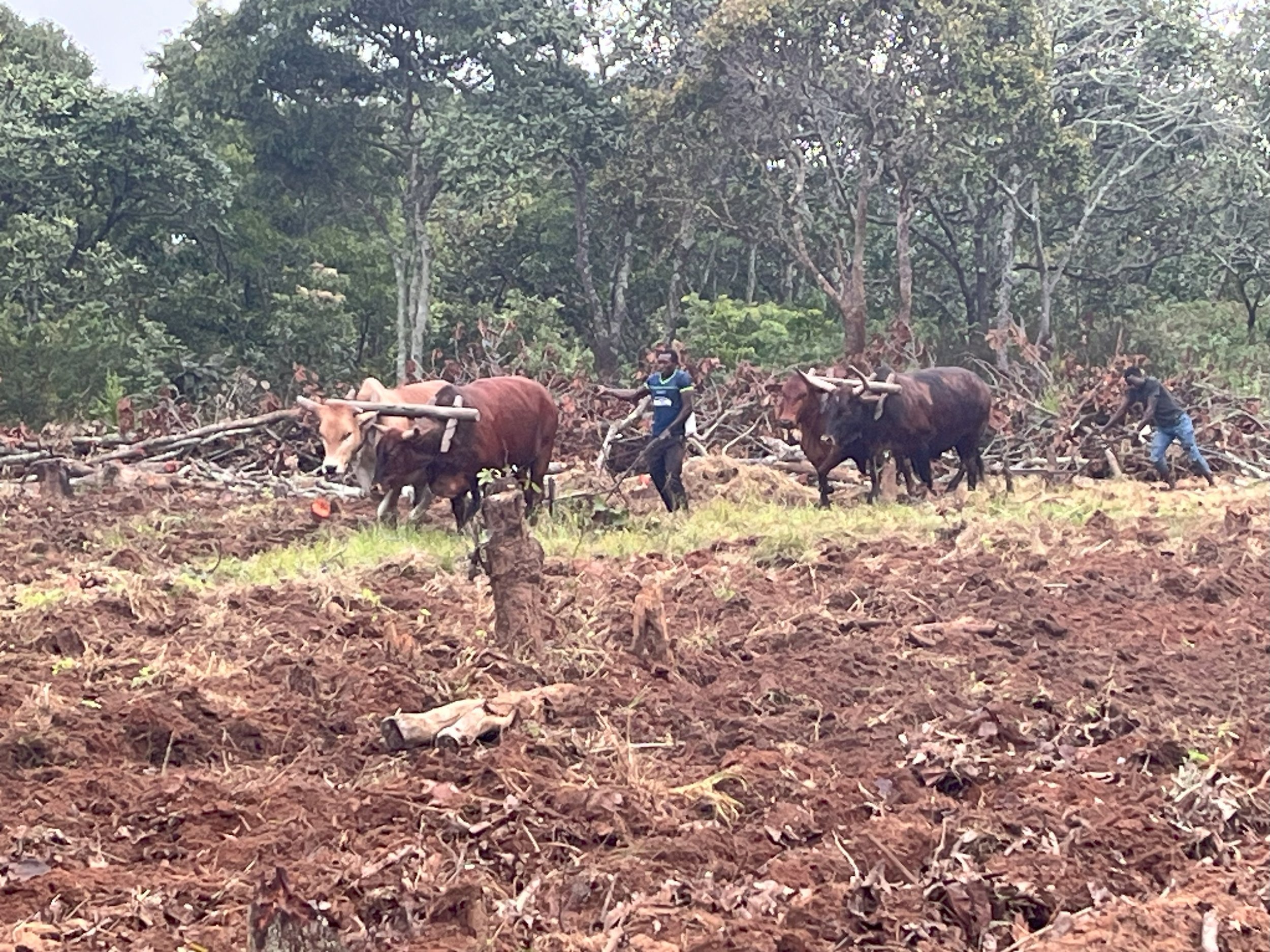 Oxen in the field.jpg