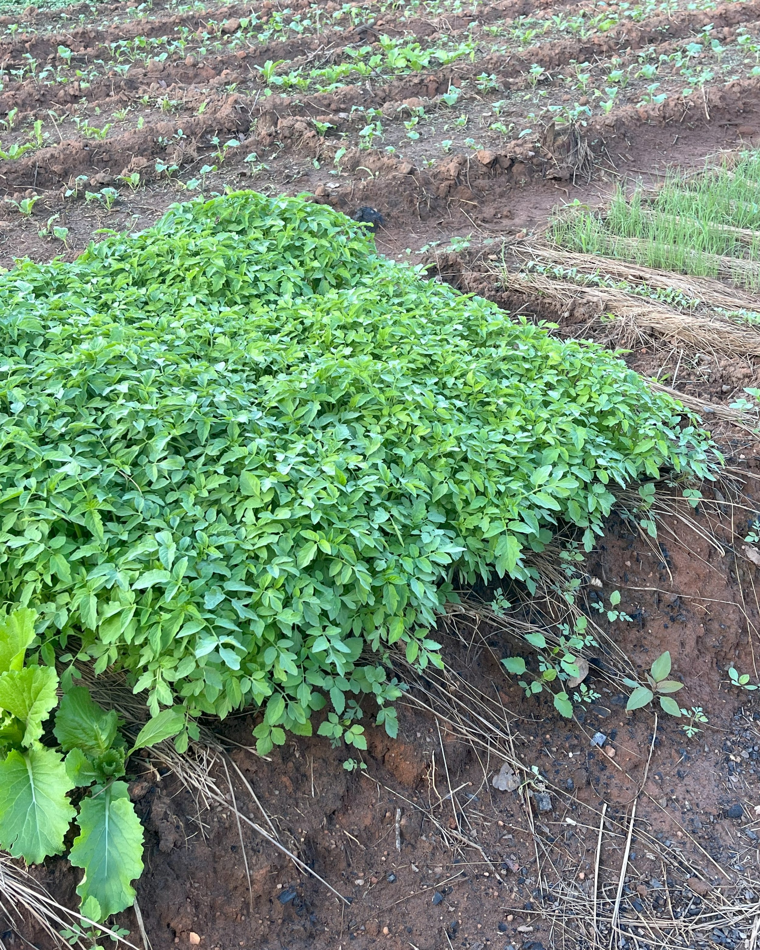 LittleTomatoes.jpg