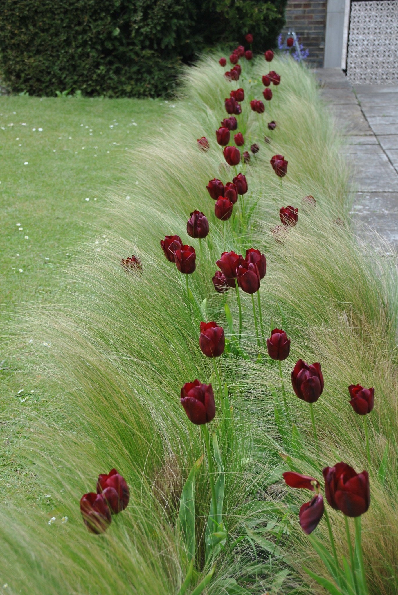 Decorative grass and tall goblet tulips