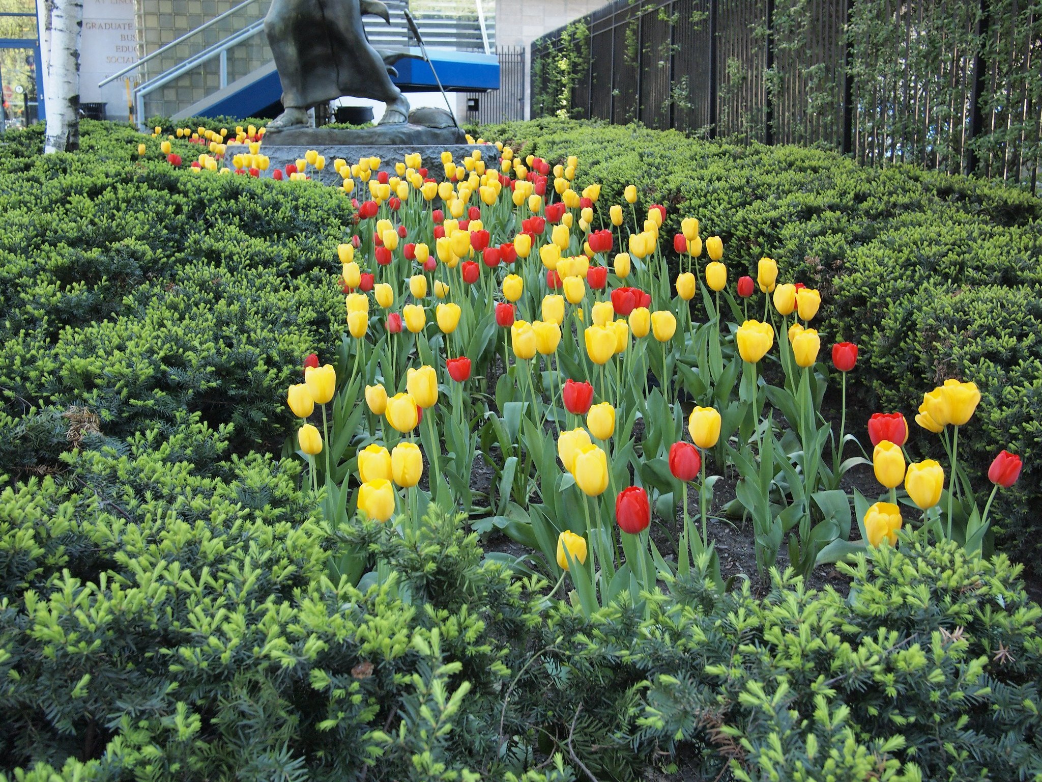 Tulips planted in a line between evergreens