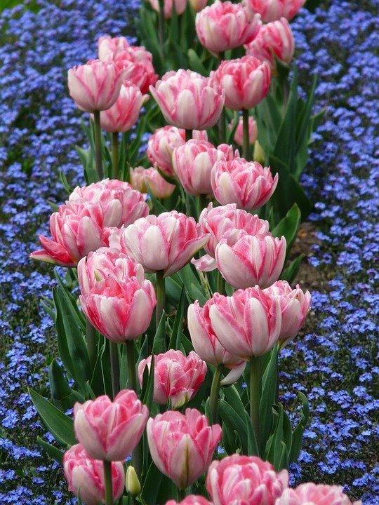 Tall tulips combined with shorter flower species