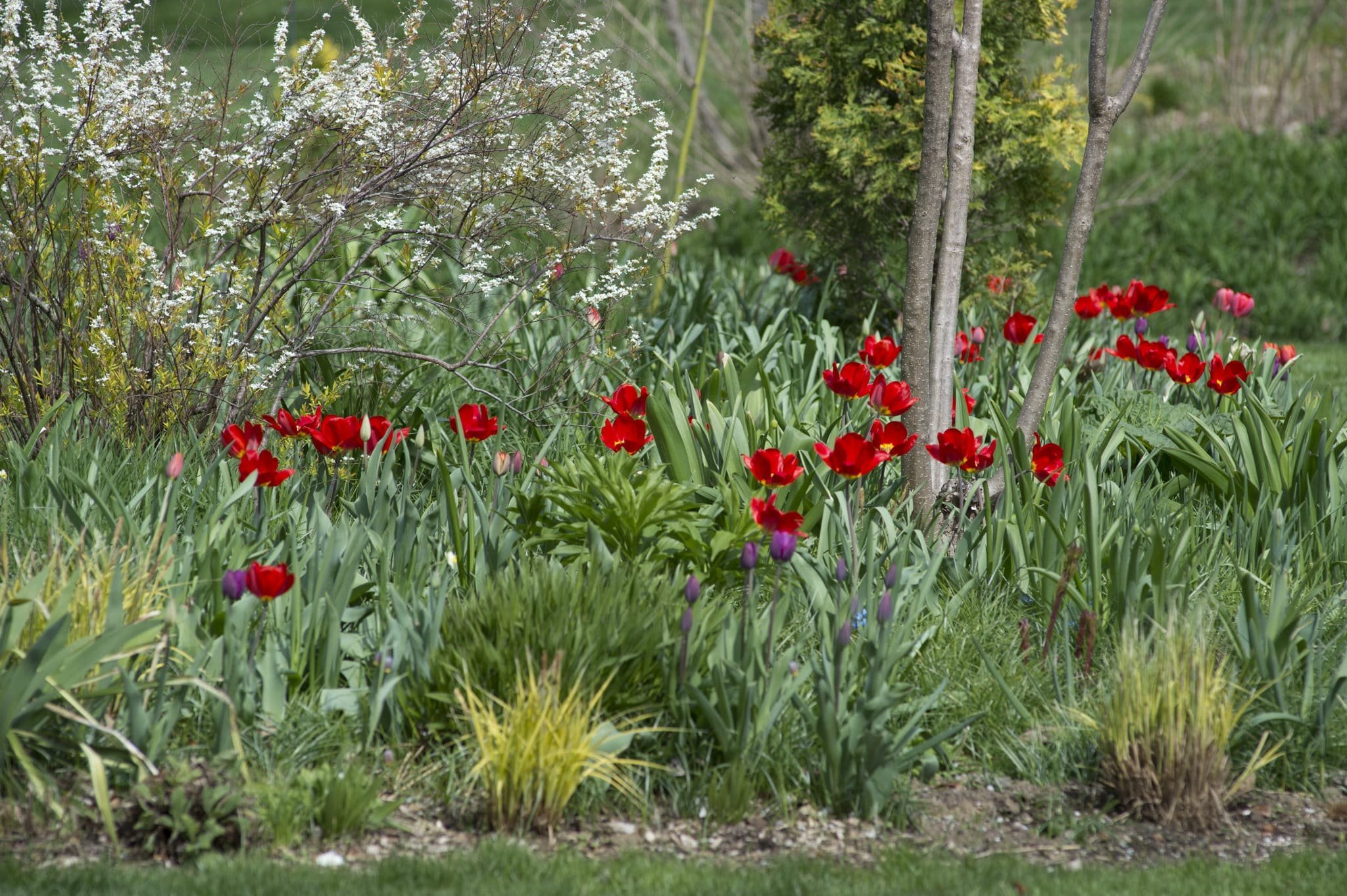 Tulips sprinkled among shrubs and perennials in a naturalistic garden
