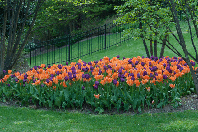 Beds of flamboyant apricot-orange tulips 