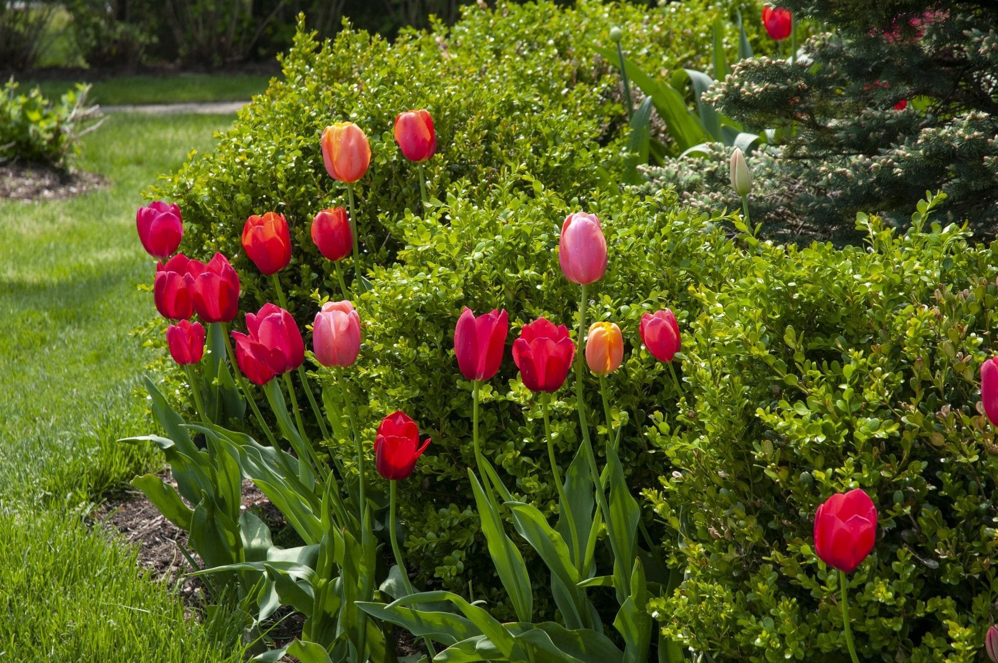 Pockets of tulips squeezed between boxwoods
