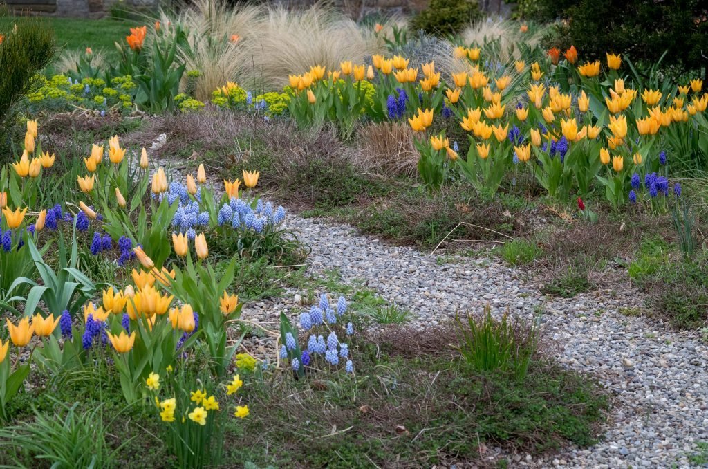 Wild species tulip in "naturalized" garden setting