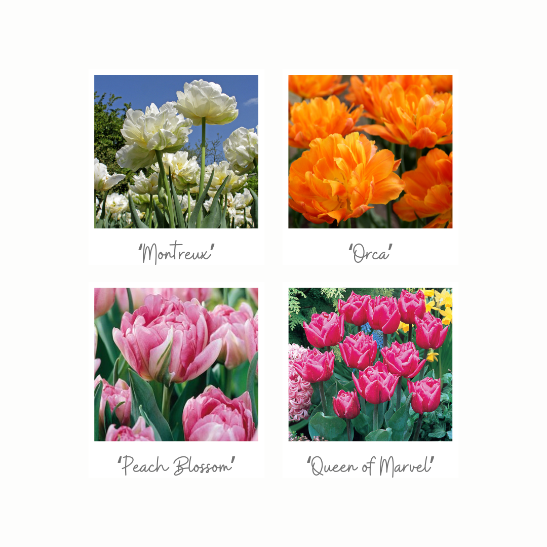 The Cultivated Tulip IG Posts (6).png