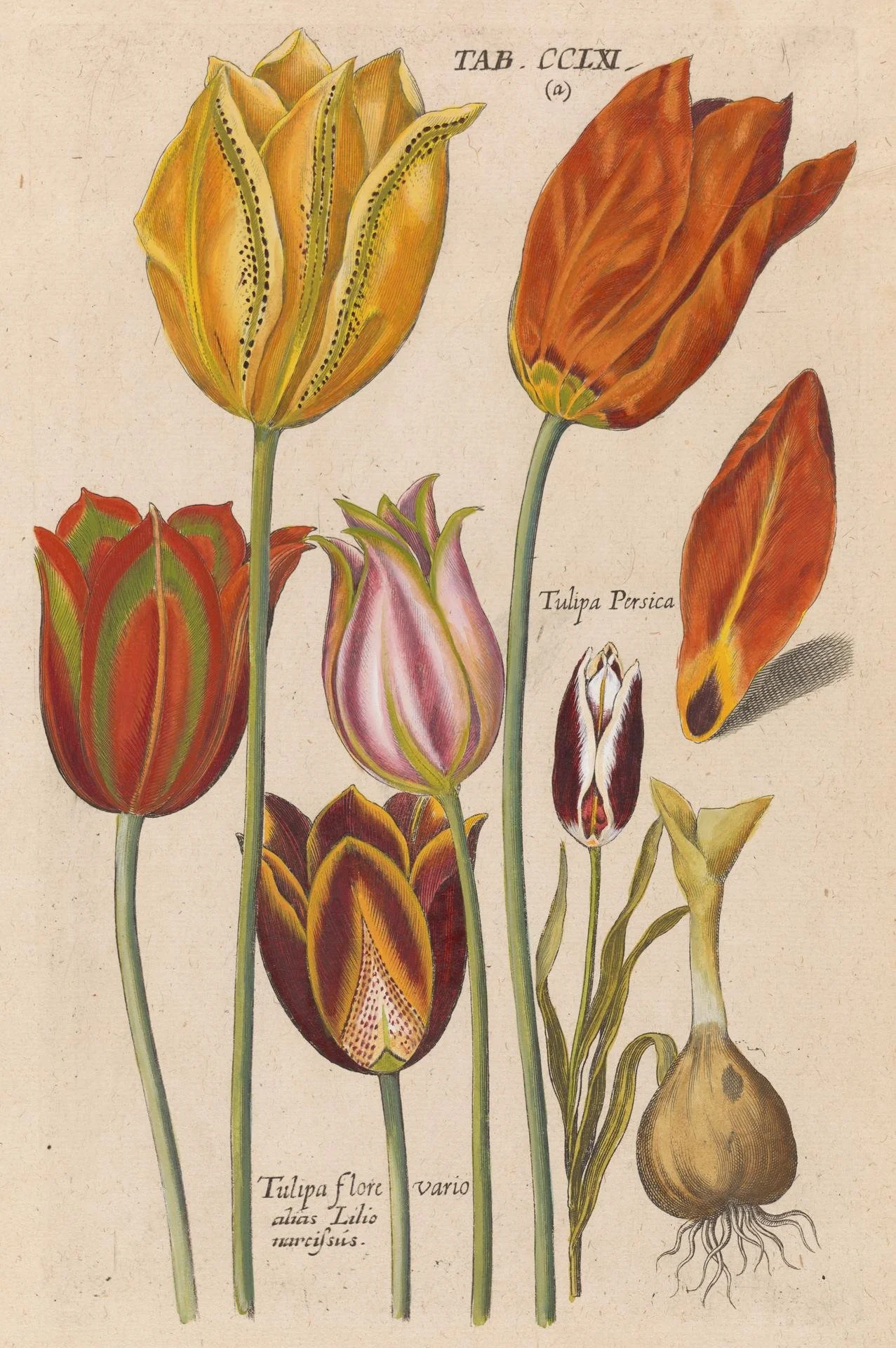 Florilegium novum_de Bry.jpg