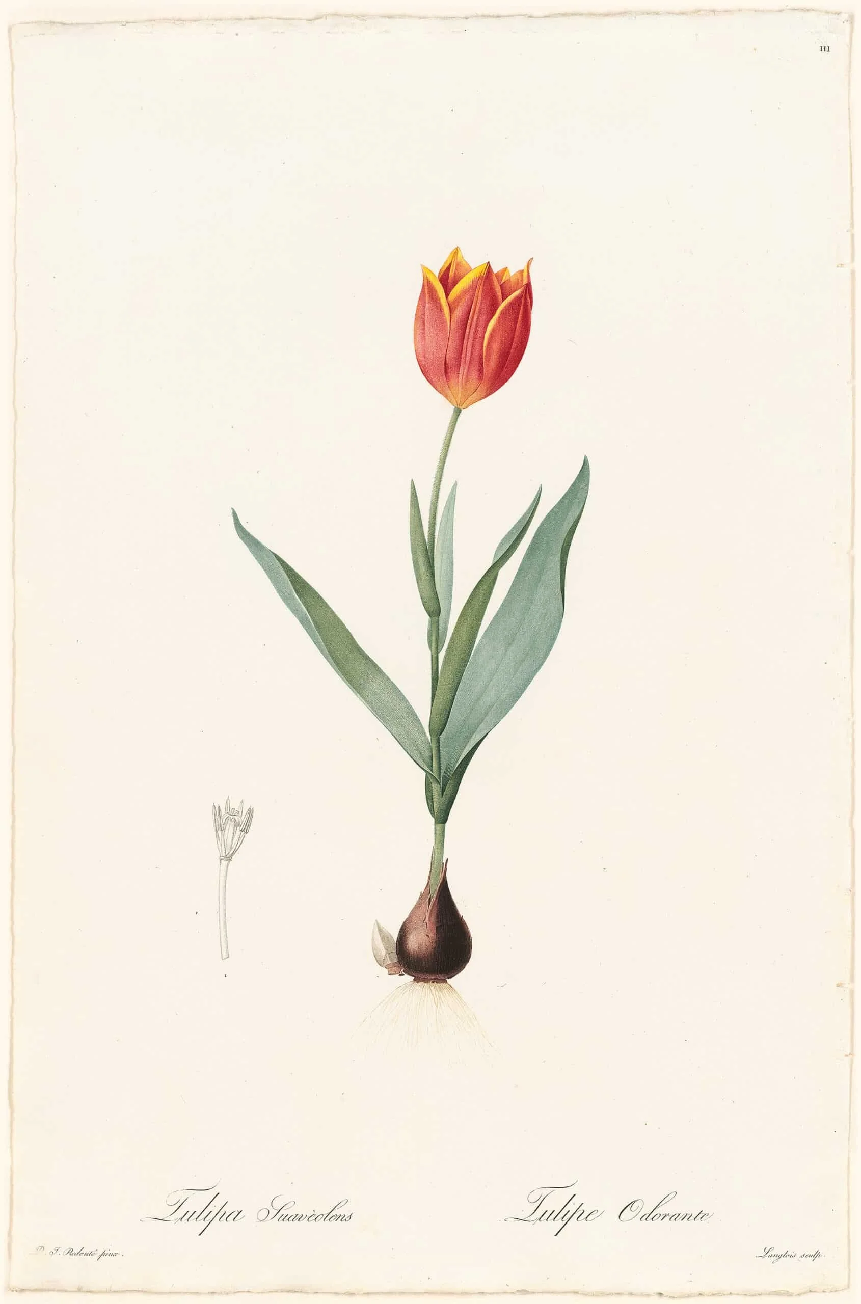 Tulipa suaveolens_Pierre Redoute.jpg