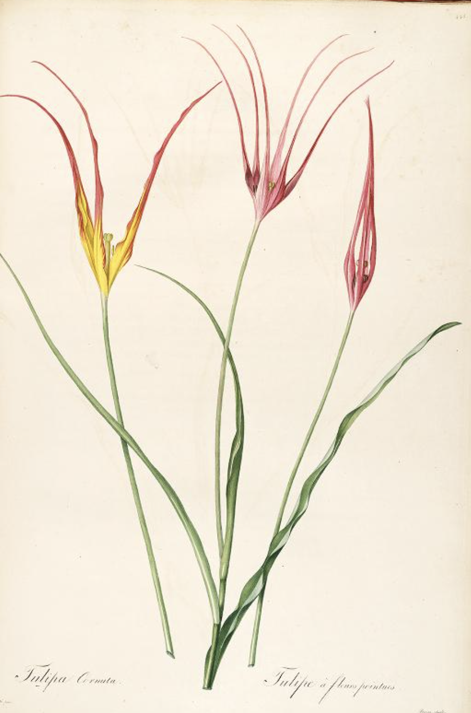 Tulipa cornuta_Pierre Redoute.png