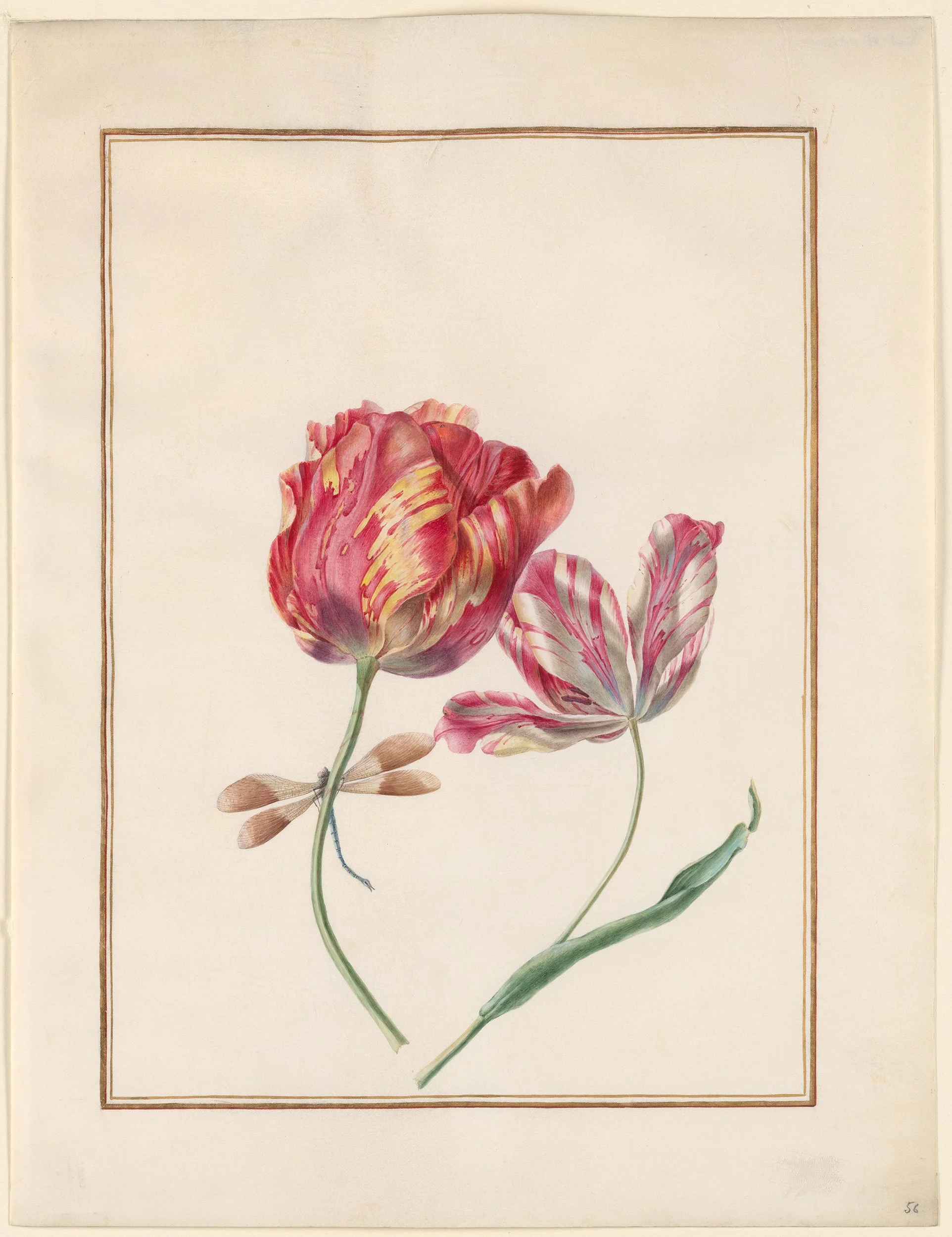 Bizarre Tulips_ Madeleine Françoise Basseporte.jpg