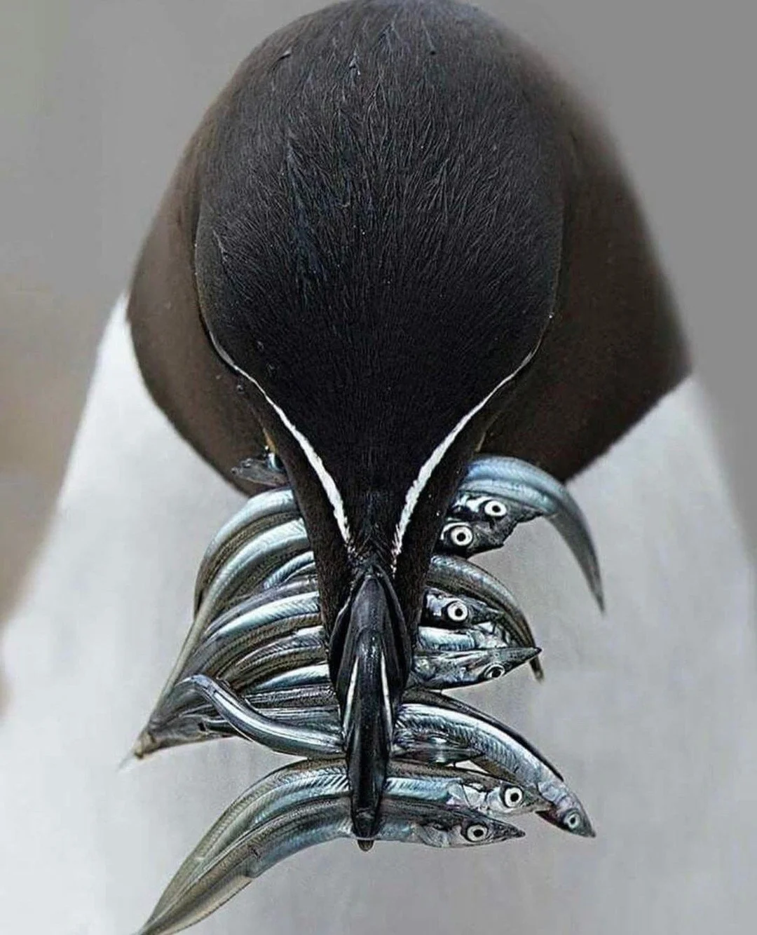I was helping a client plan her shore excursions this week for a Viking cruise circumnavigating Iceland this summer when I happened to come across this beautiful photo of a razorbill bird in my feed.⁠
⁠
Iceland is one of the most important breeding s