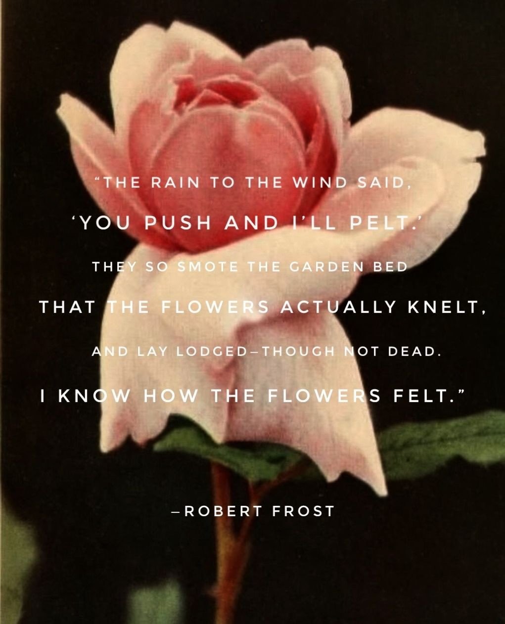 At the risk of sounding performative, I thought I'd say a few things ahead of launching some new initiatives. I am a U.S. citizen. Who does not want our country to invade or buy Greenland. Who does not want our country to steal Venezuela's oil. Who d