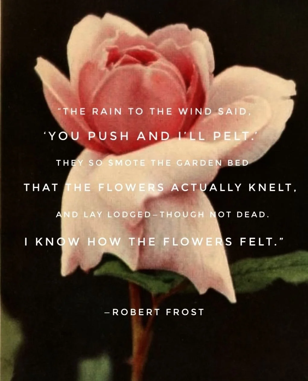 At the risk of sounding performative, I thought I'd say a few things ahead of launching some new initiatives. I am a U.S. citizen. Who does not want our country to invade or buy Greenland. Who does not want our country to steal Venezuela's oil. Who d