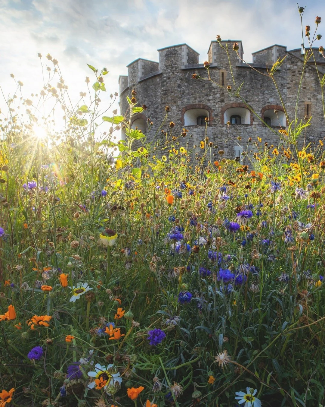 World Monuments Fund is partnering with @historicroyalpalaces to support new environmental monitoring and water reuse strategies to help the moat area at the Tower of London adapt to the changing climate, while also enhancing public access and biodiv