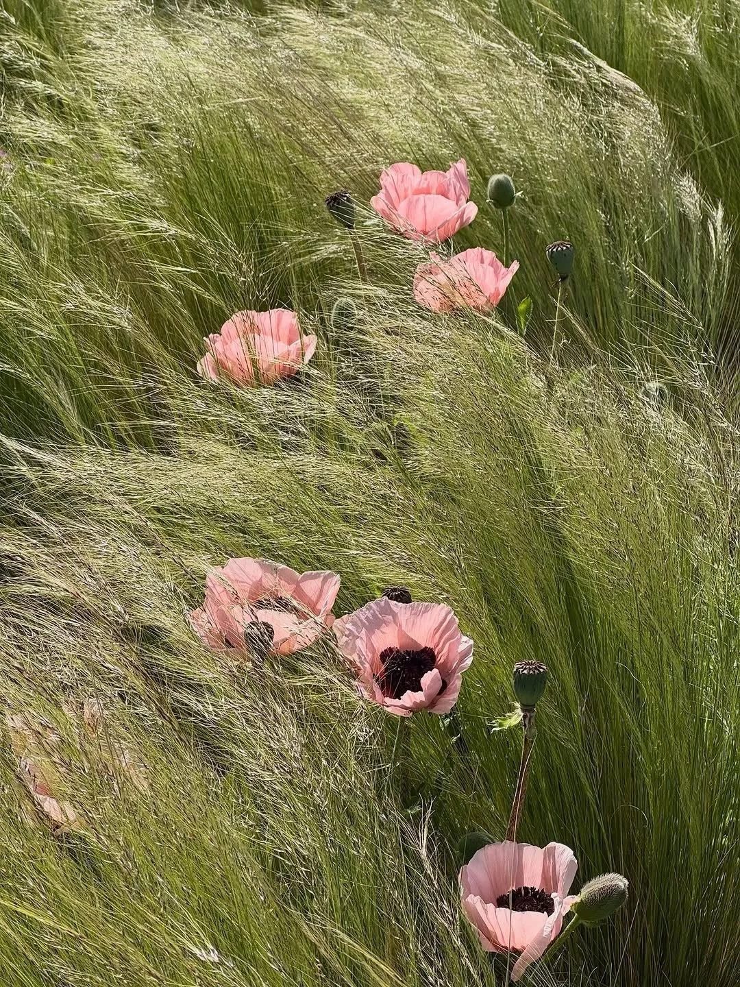 The Oriental Poppy (Papaver orientale) hails from the cold, mountainous regions of the Caucasus, northeastern Turkey, and northern Iran.⁠
⁠
Unlike the myth and ancient folklore surrounding the Opium poppy (Papaver somniferum), the story of the Orient