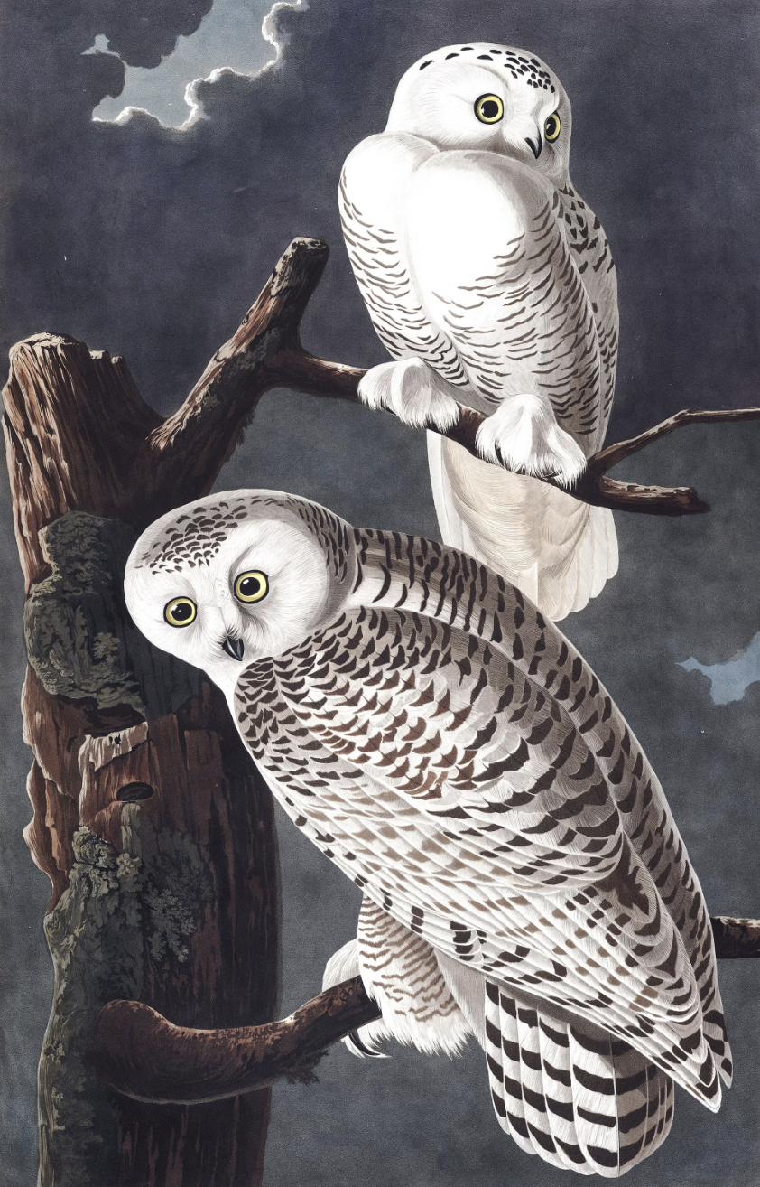 Snowy Owl, Plate 121, from John James Audubon's Birds of America, 1827-1838., containing 435 life-size watercolors of North American birds.