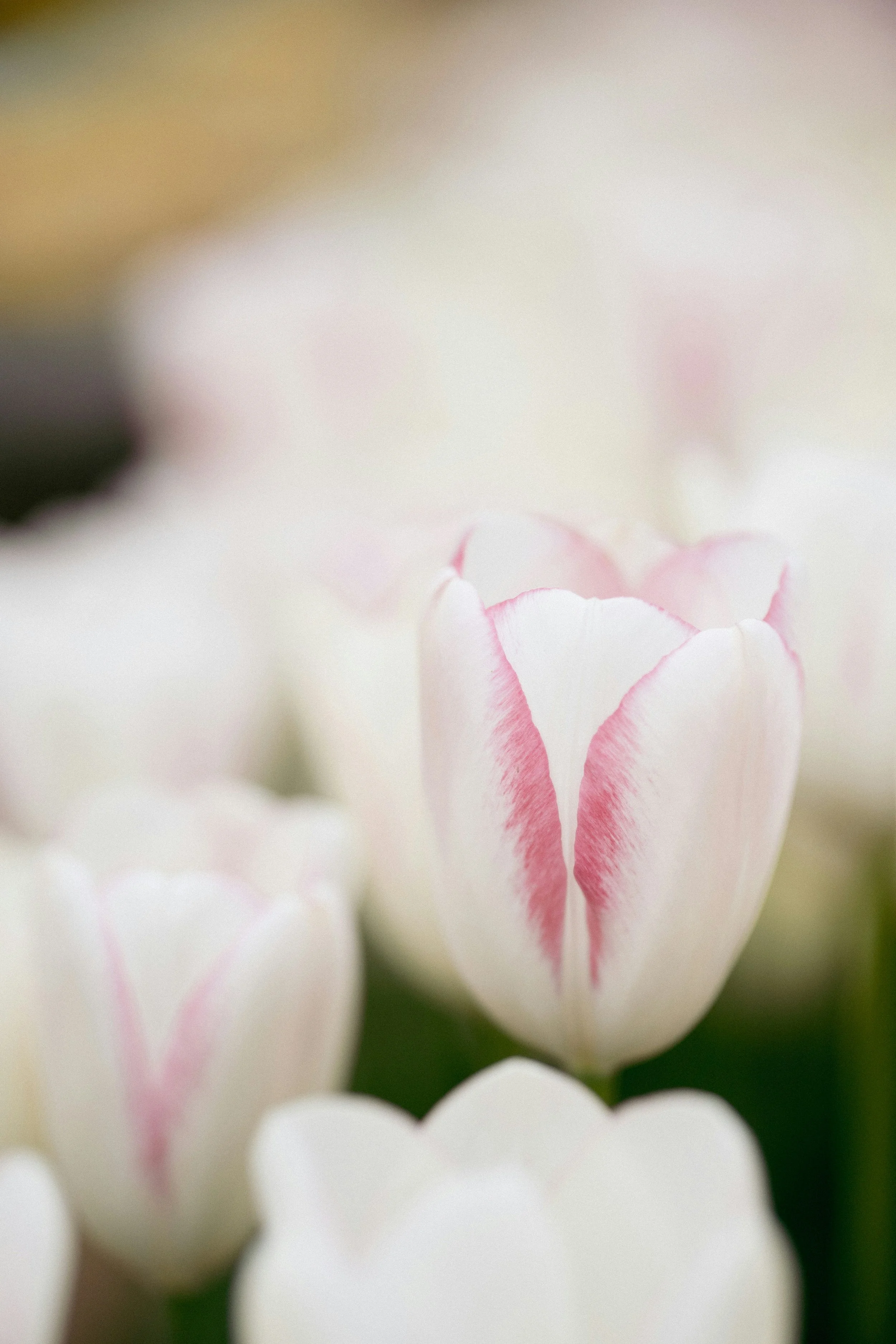 Close up of white tulip with pink edges on the petals. Tulips belong to the genus Tulipa and are native to Central Asia and Persia.