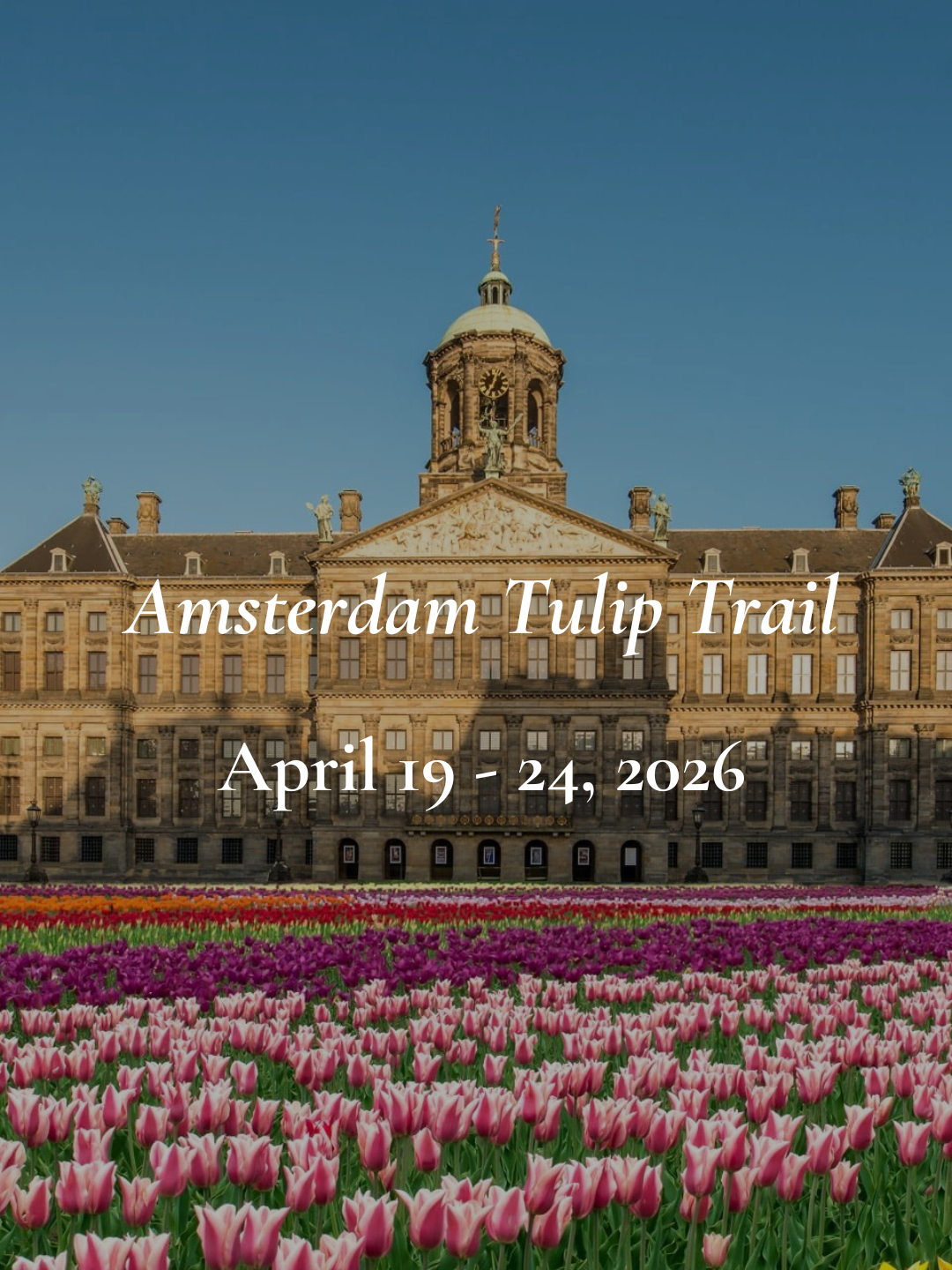 The Amsterdam Tulip Trail