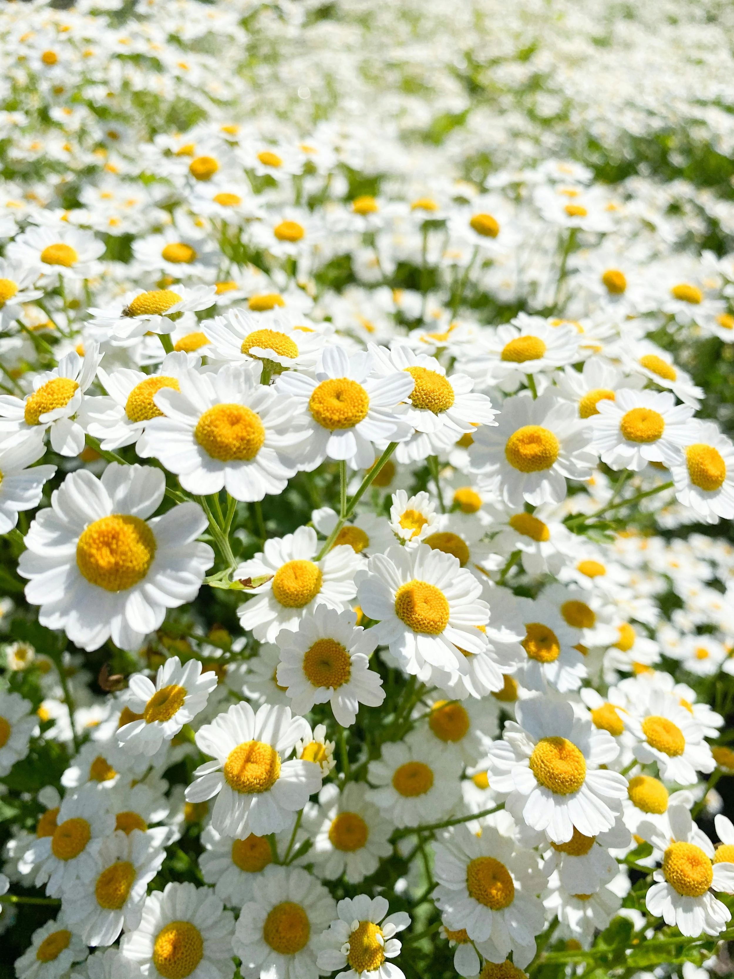 Top down shot of lots of white daisies with yellow centers. Daisies are native primarily to Europe and Western Asia.