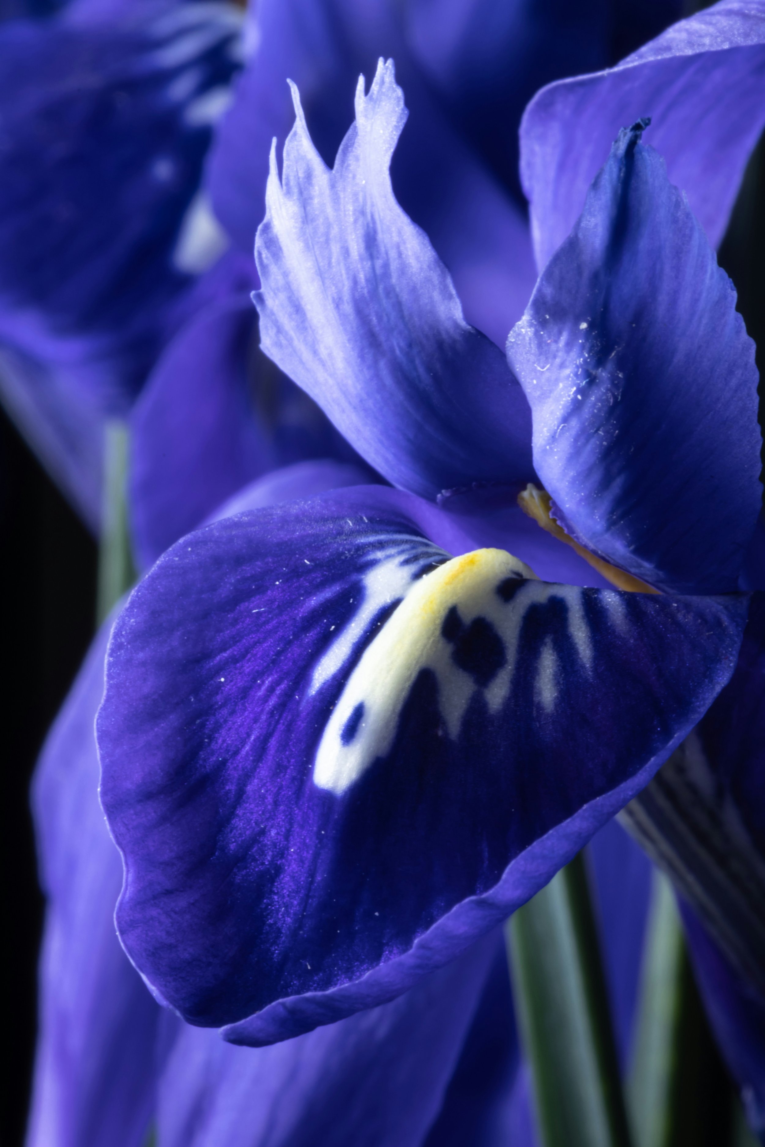 Macro shot of blue iris with yellow white streak in the middle. Iris species are native primarily to the Eastern Mediterranean, the Middle East, and parts of Central Asia.