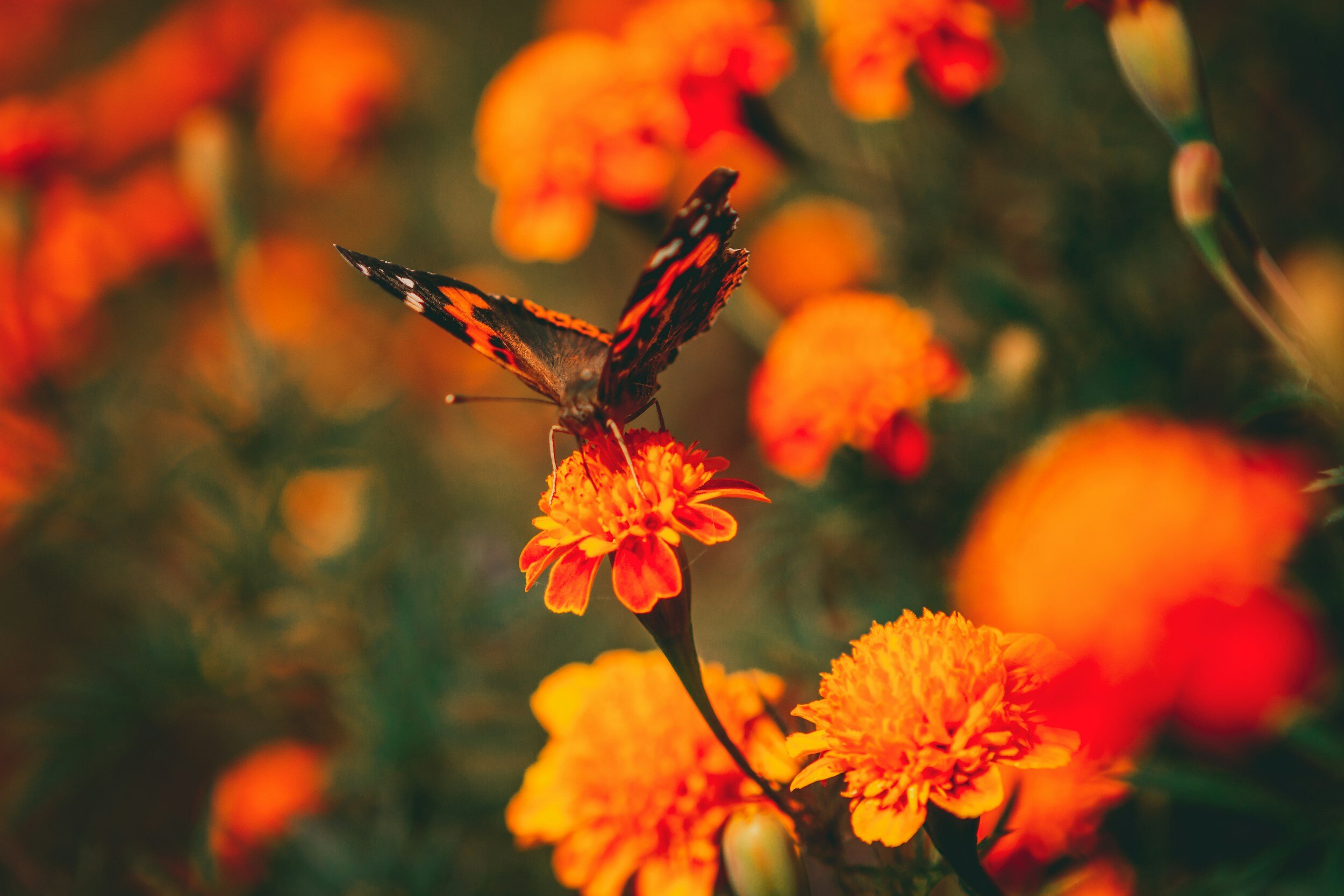Field of Care - Compassion Meditation