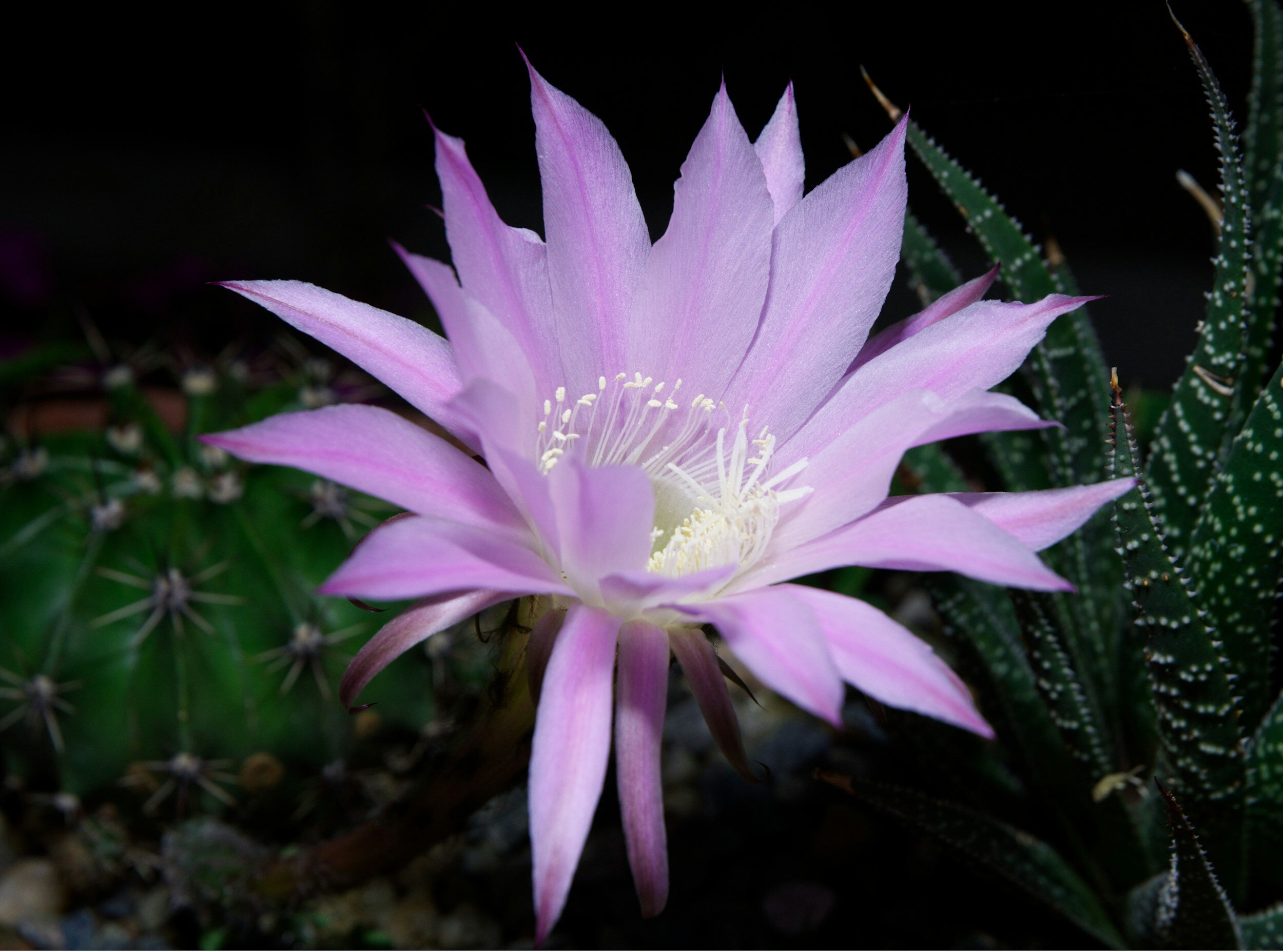 Cultivating Mindfulness