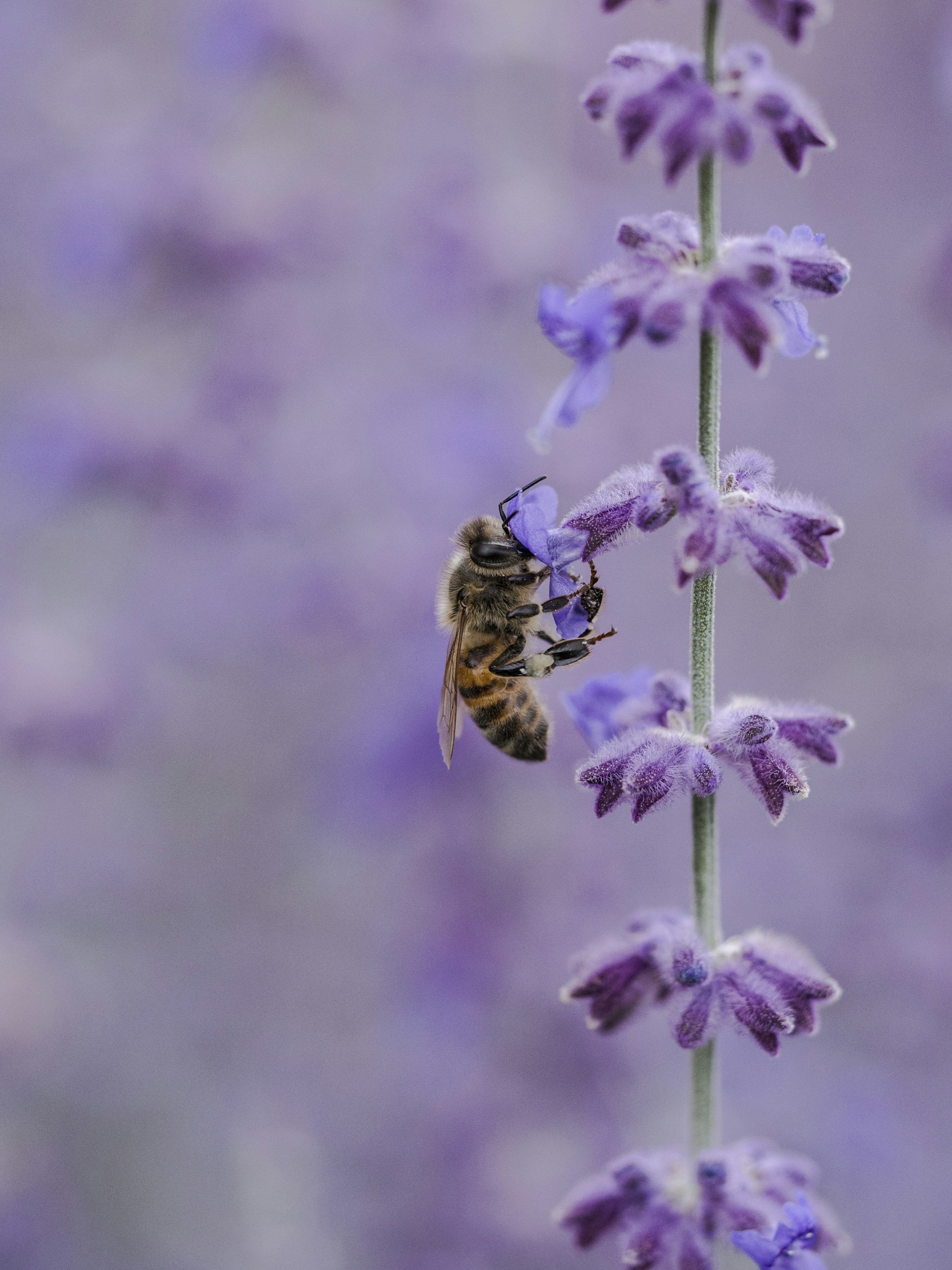 Cultivating Mindfulness