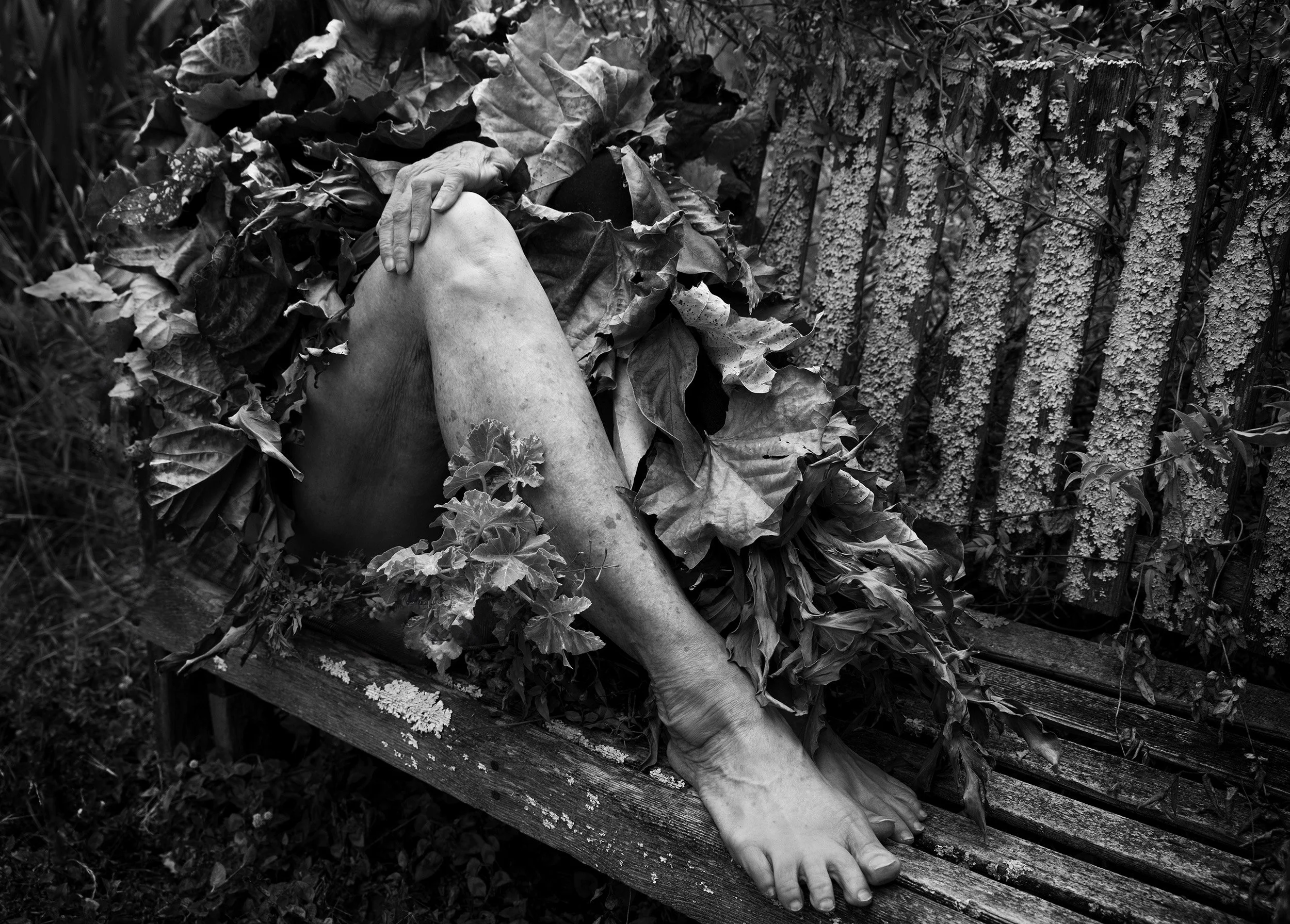 Veiled By The Wild