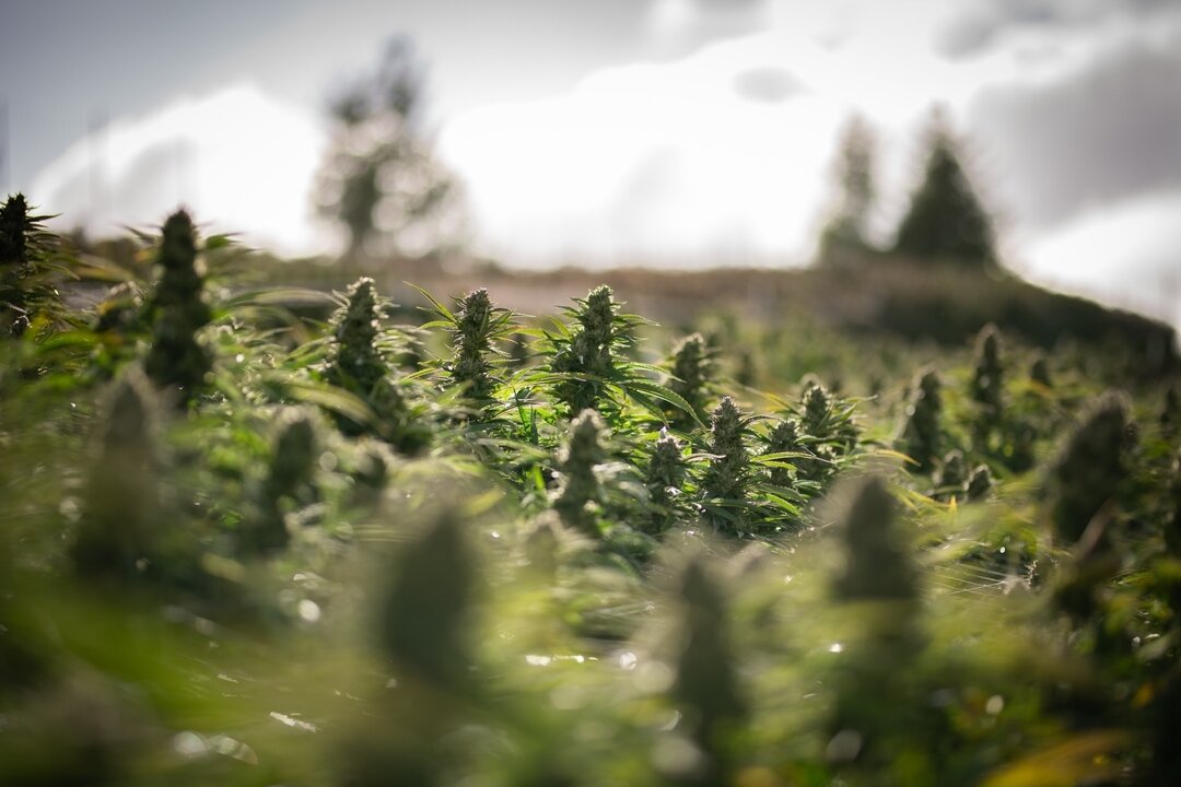 There is absolutely nothing on this earth like a field of dreams at sunset in native Humboldt County soil...come see what Catch a Cloud is about 😤😤 

#fromhumboldtwithlove #familyfarm #smallfarm #smallfamilyfarm #plantlife #plantlovers #plantmagic 