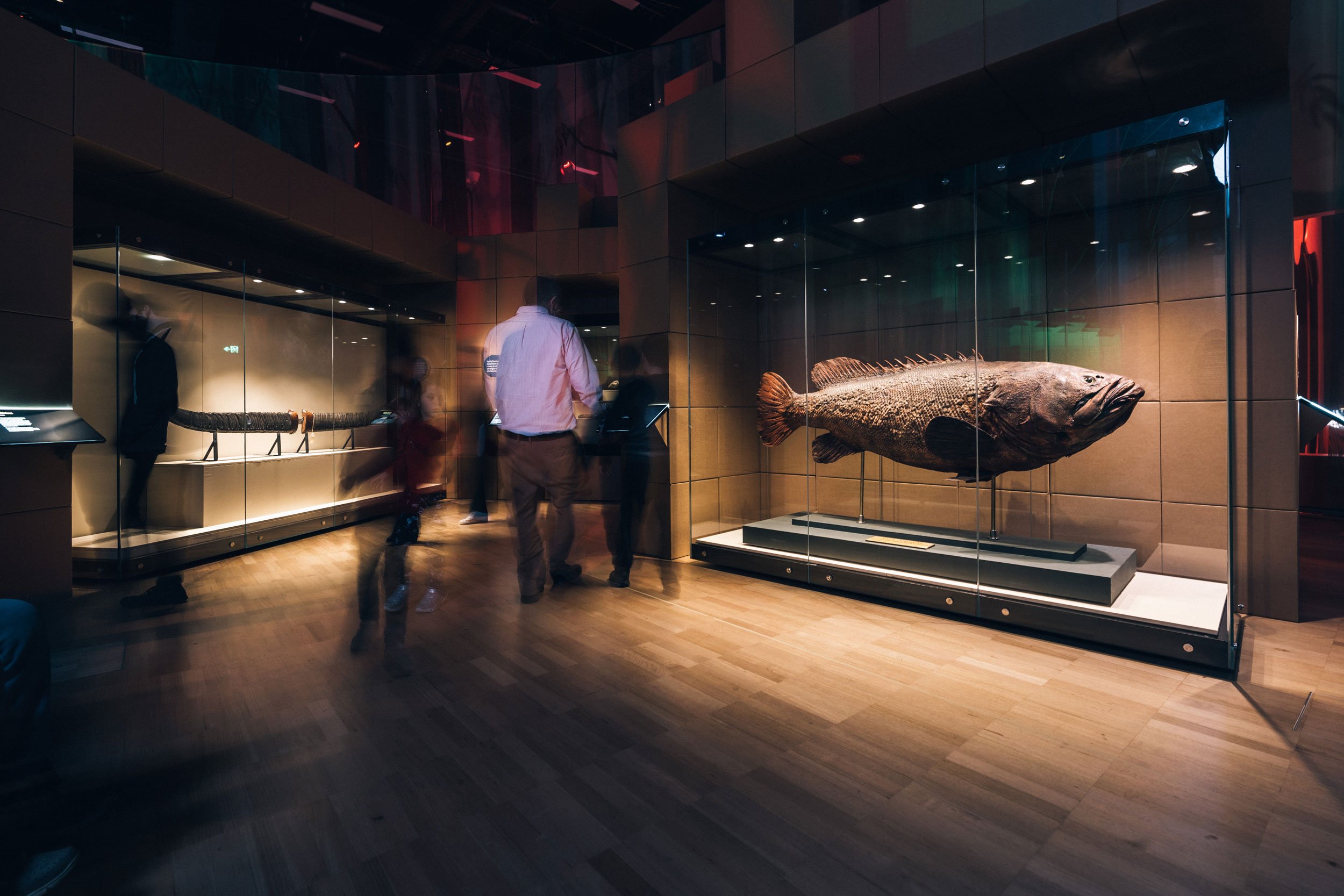 Studio-peter-king-Melbourne-Museum-Treasures-9.jpg