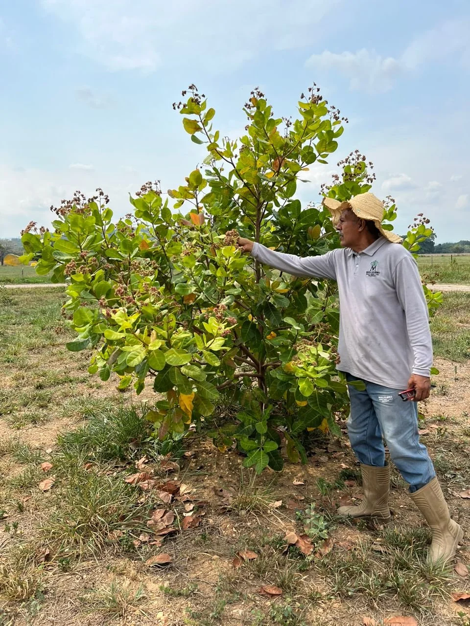 Planta de merey en Cantilote.jpg