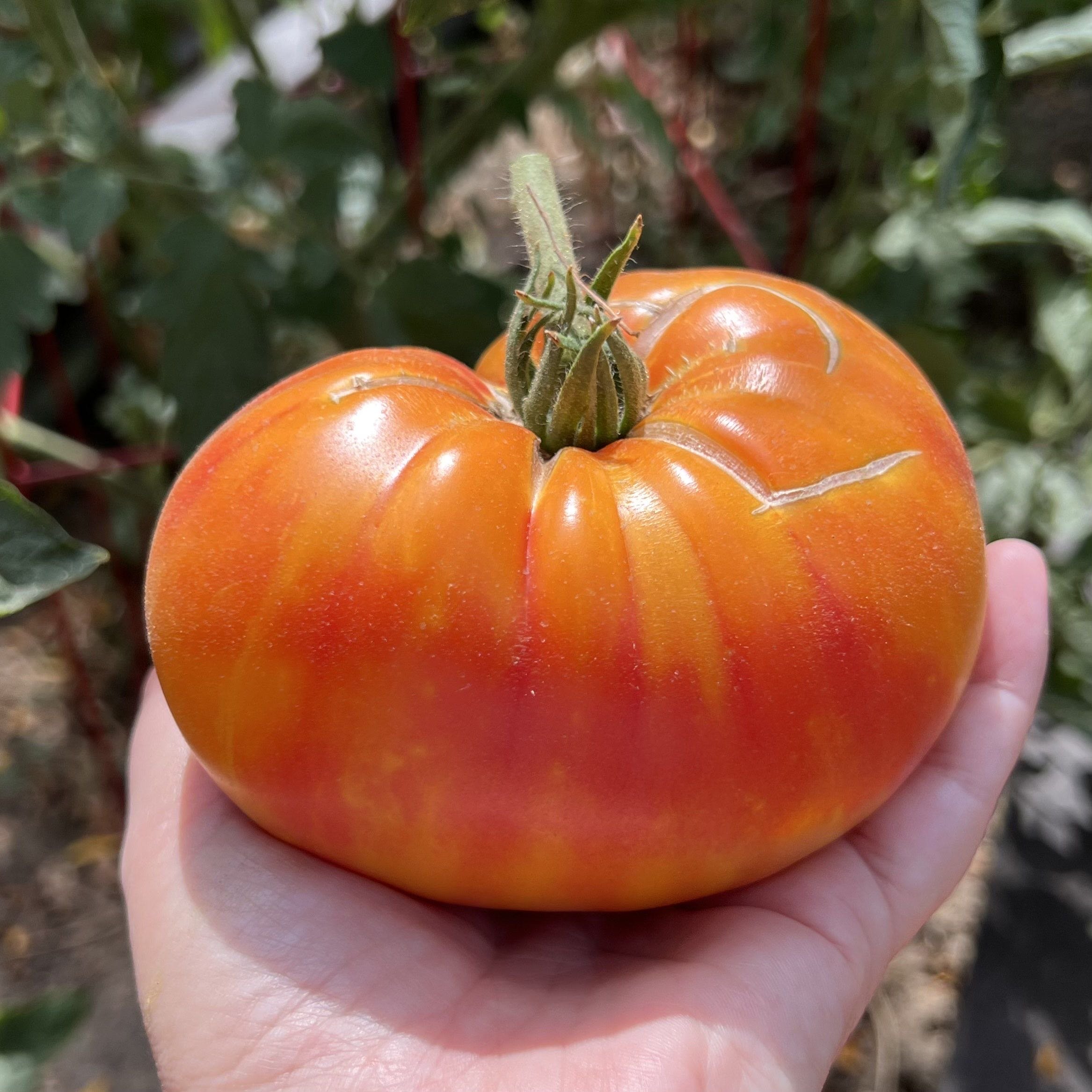 pineappletomato1.jpg